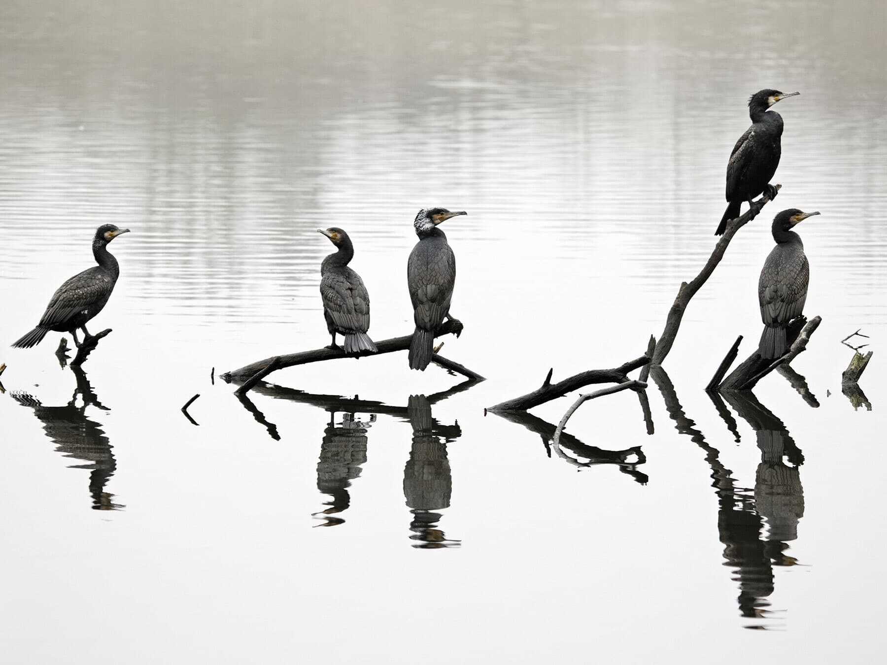 Cormorant colony