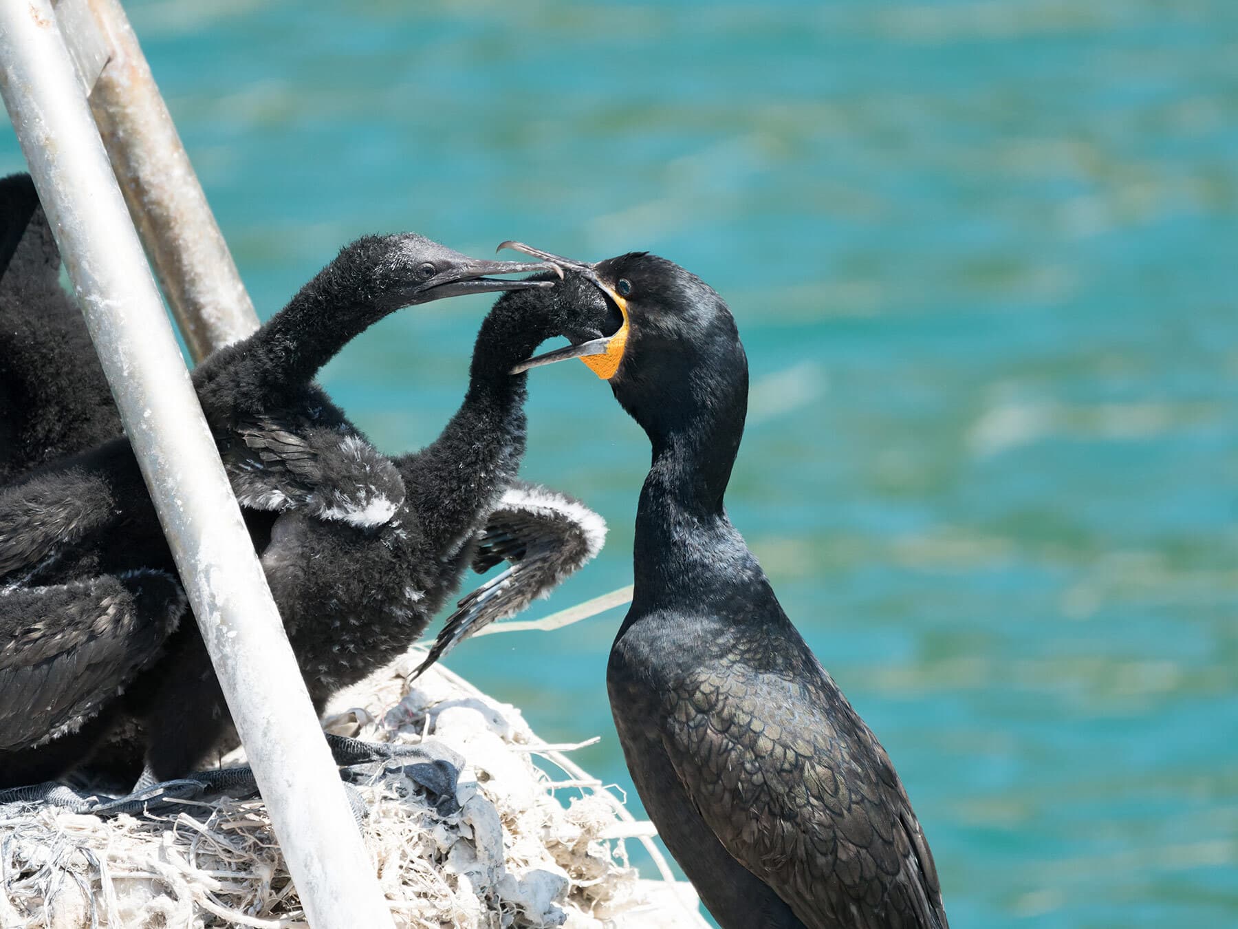 Cormorant feeding chicks