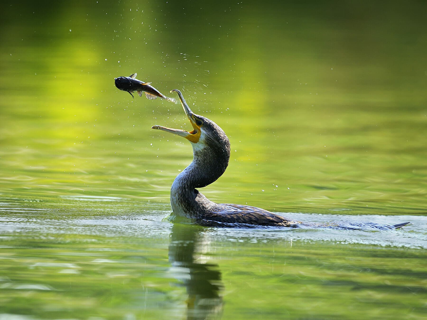 Cormorant fishing 1