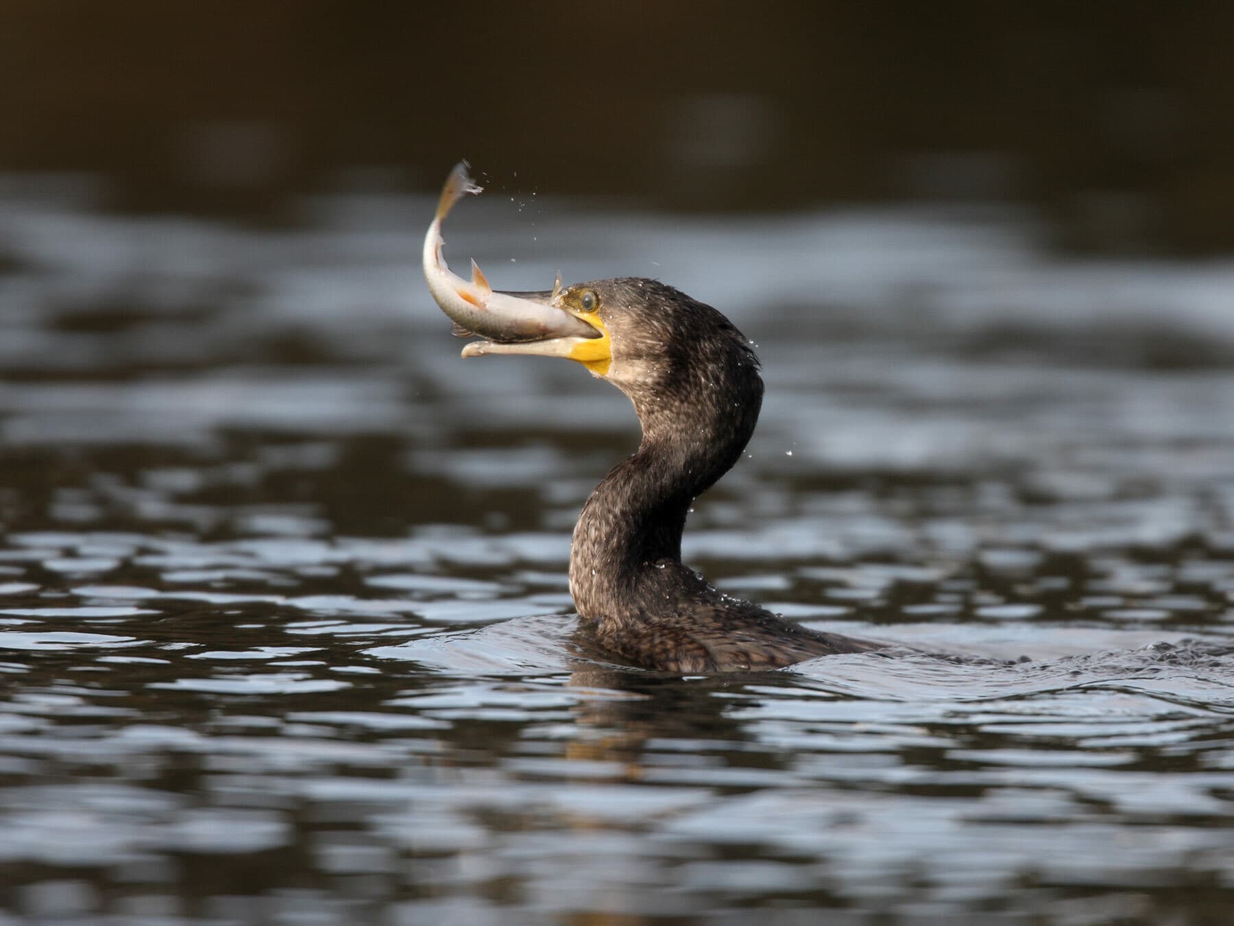 Cormorant fishing