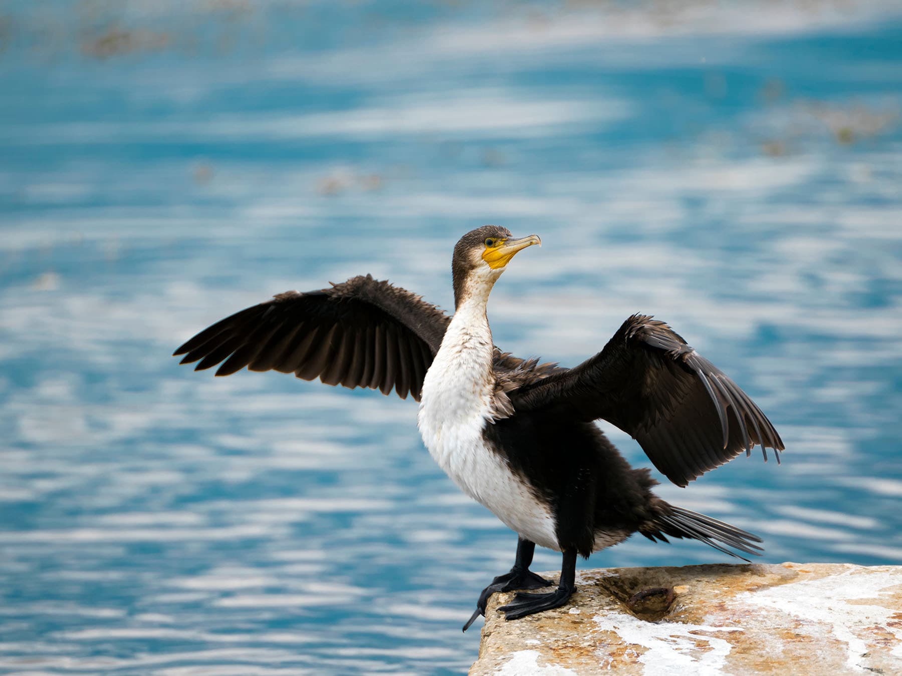 Cormorant on rock drying its feathers