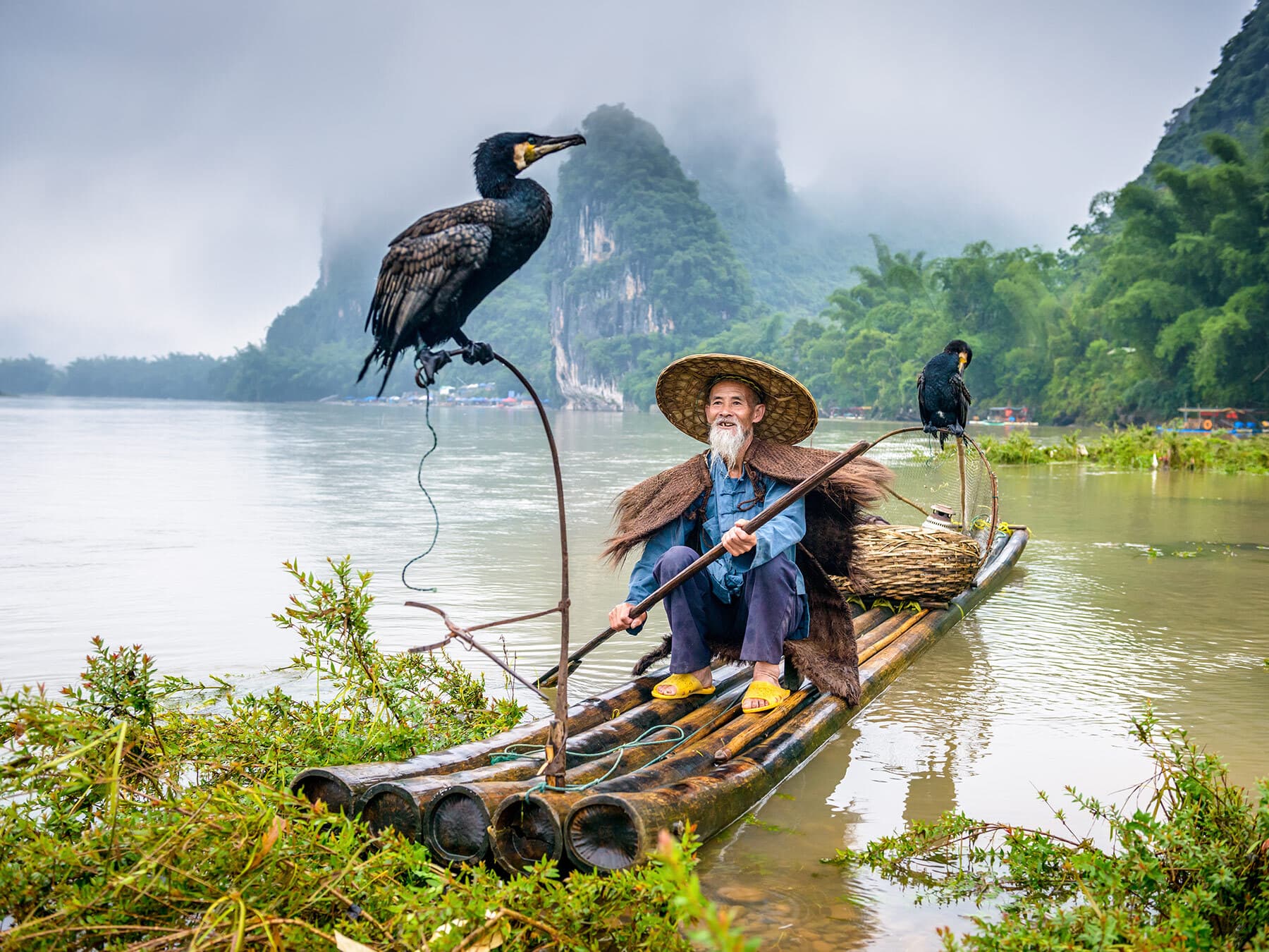 Cormorants with fisherman