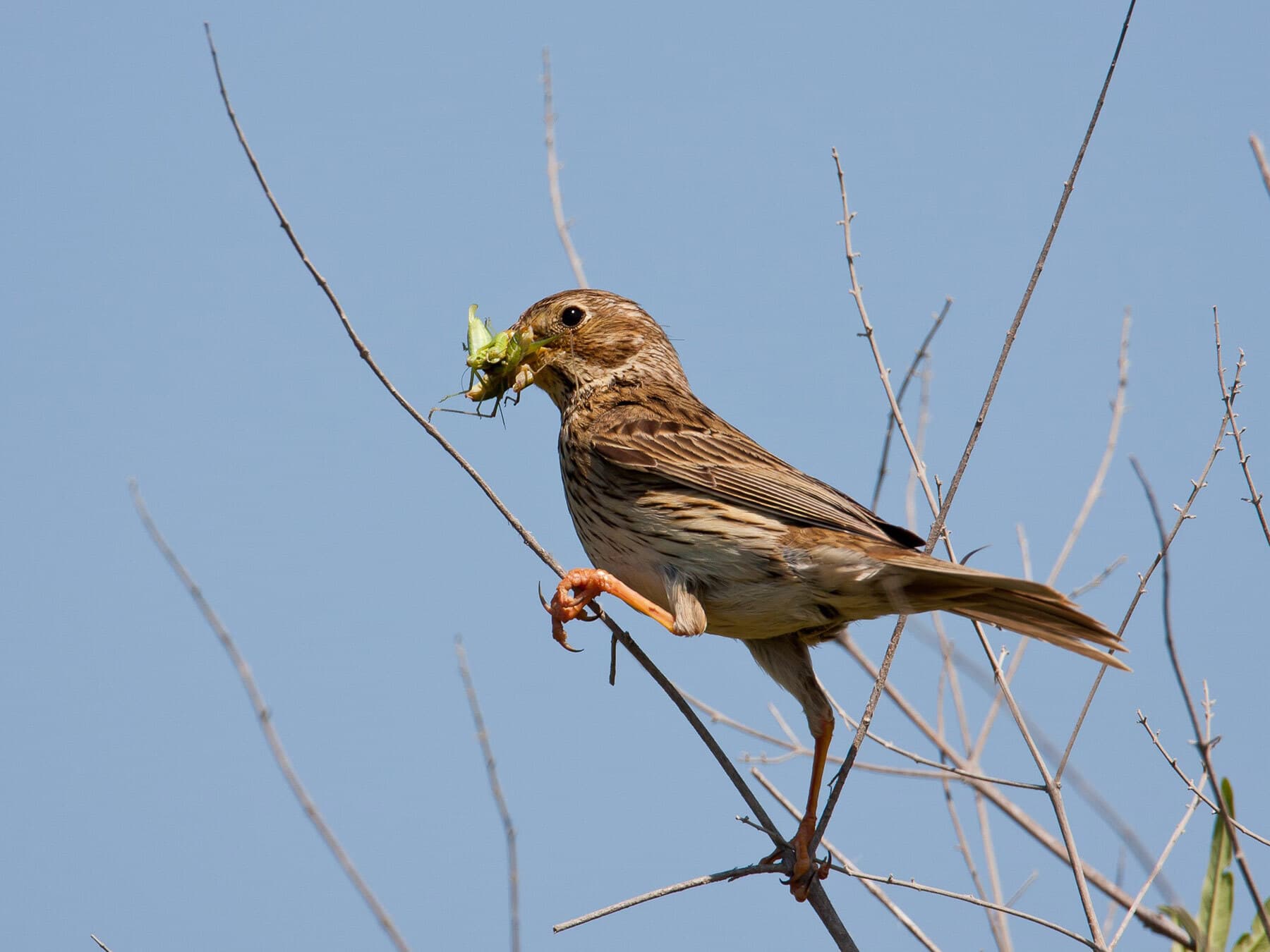 Corn Bunting