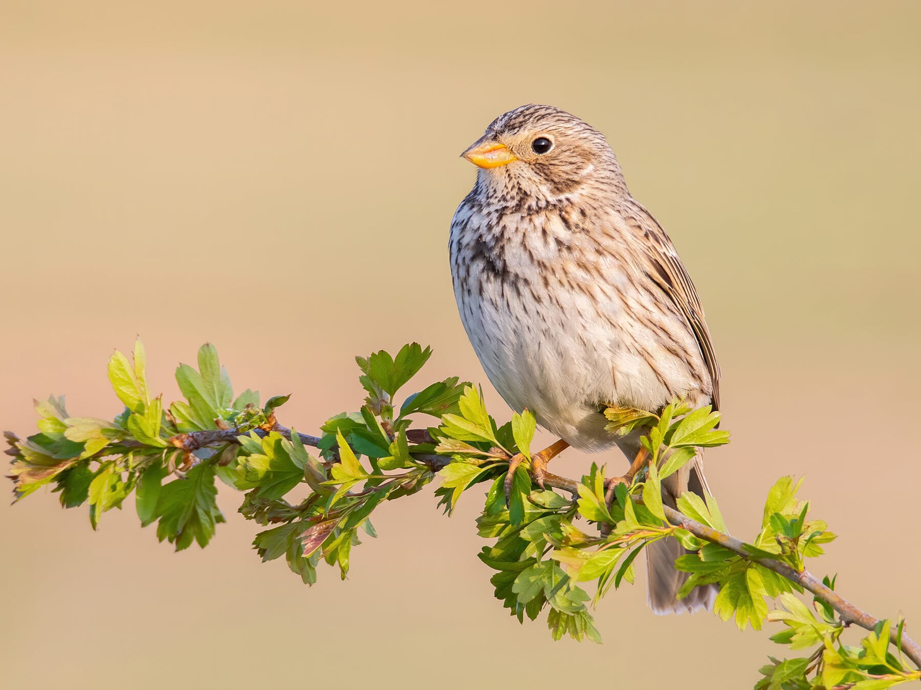 Close up of a Corn Bunting
