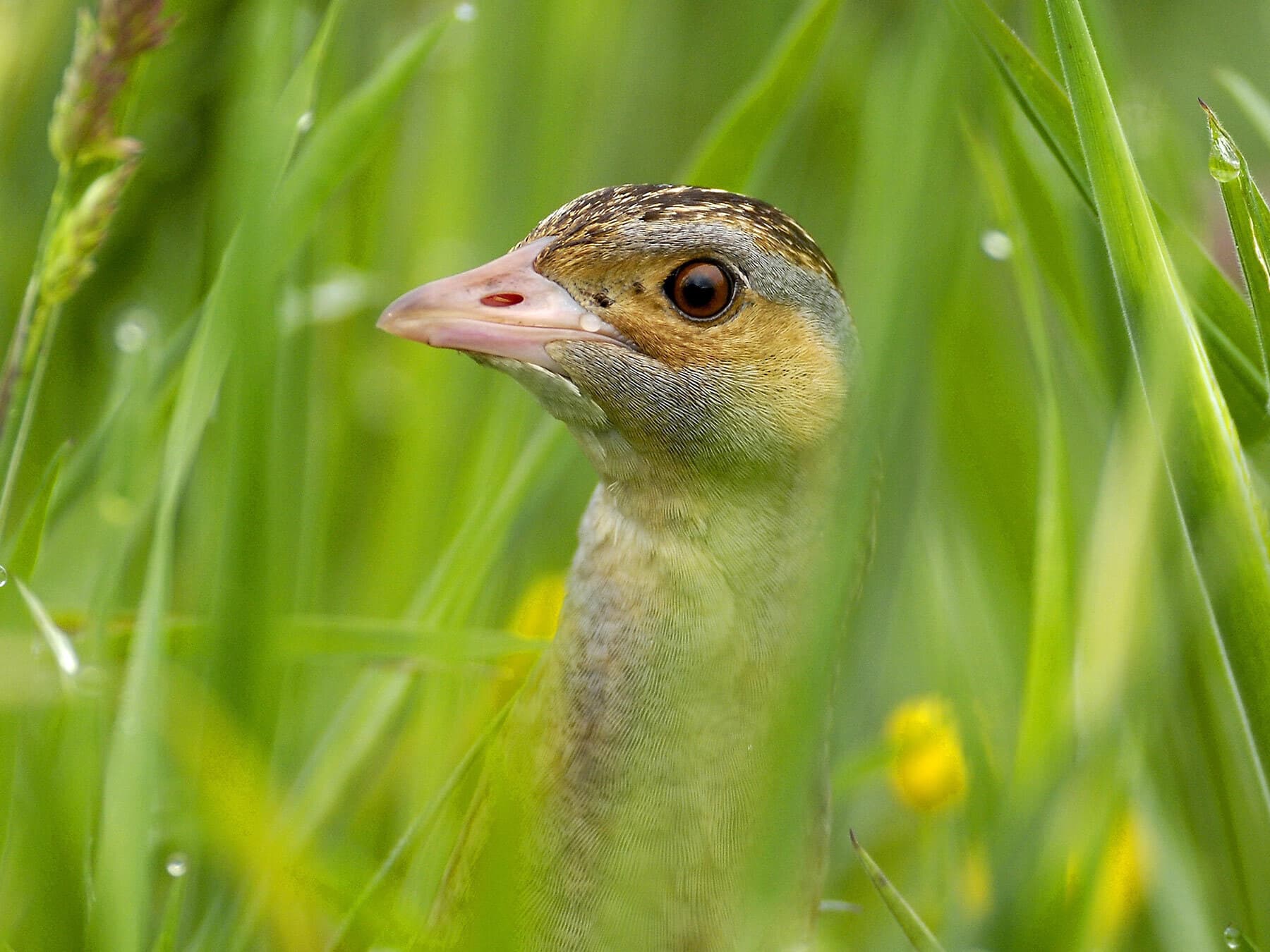 Corncrake