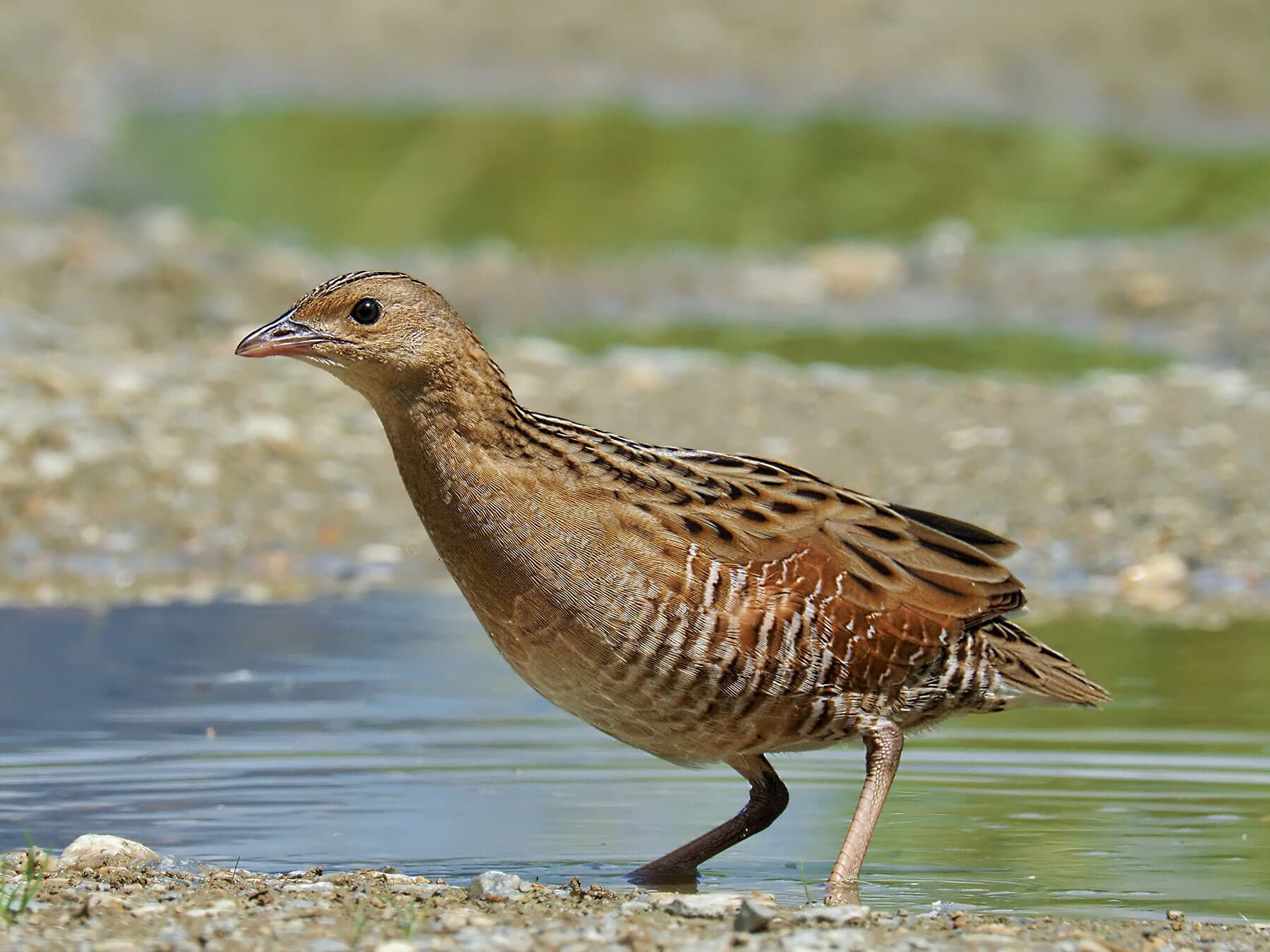 Close up of a Corncrake