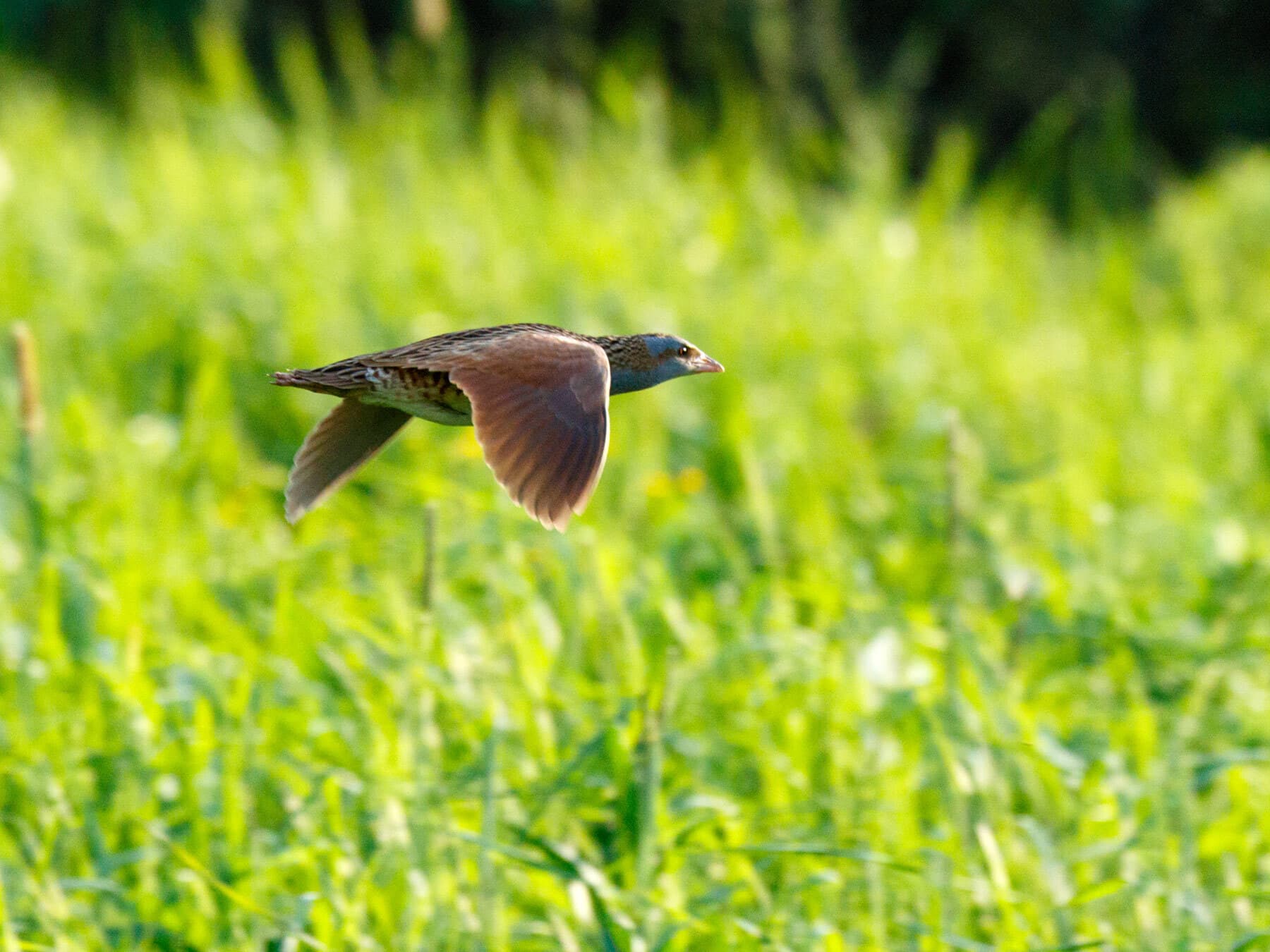 Corncrake in flight