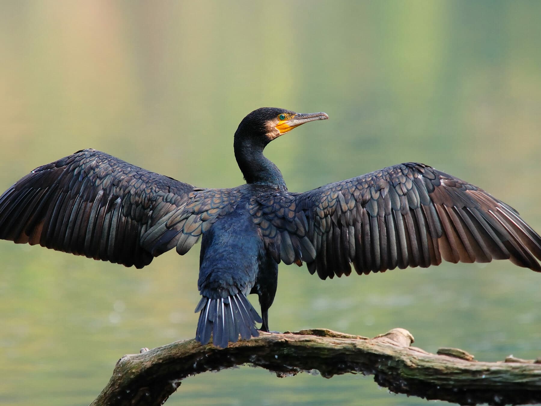 Cormorant drying its wings