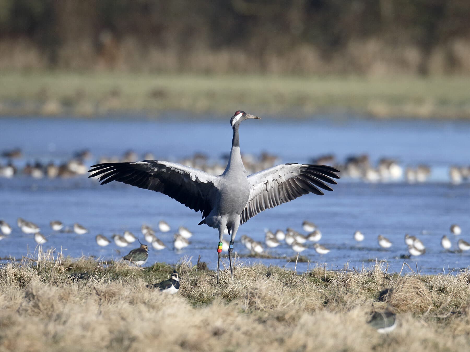Crane with spread wings