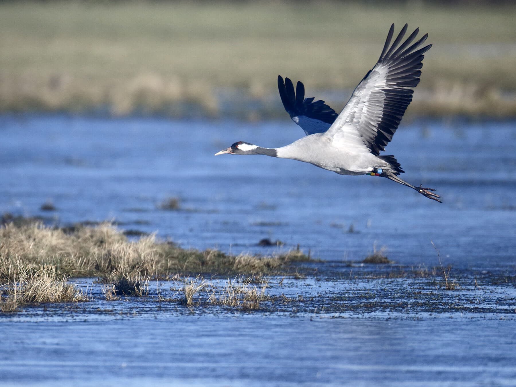 Crane in flight