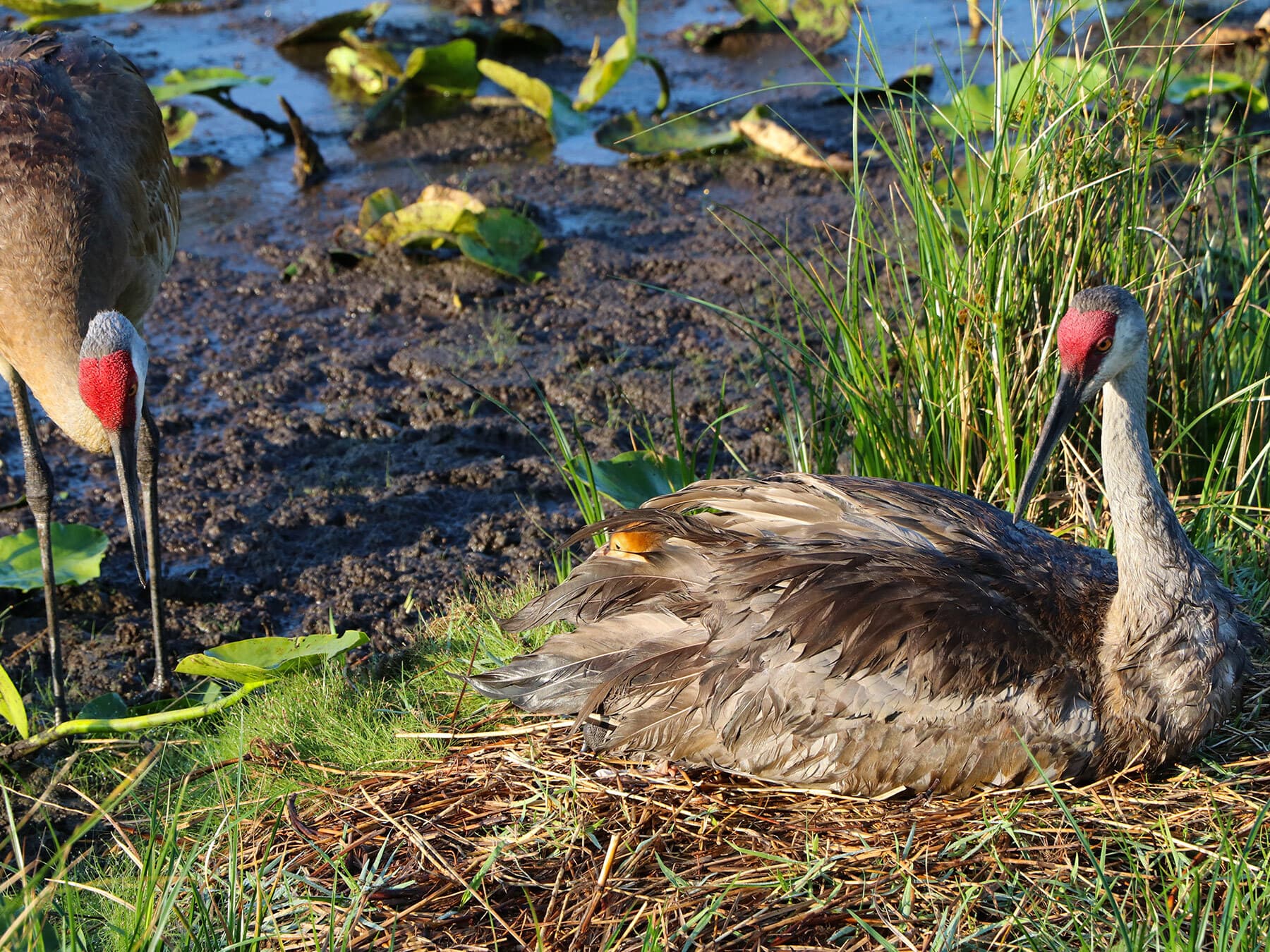 Crane sitting on nest