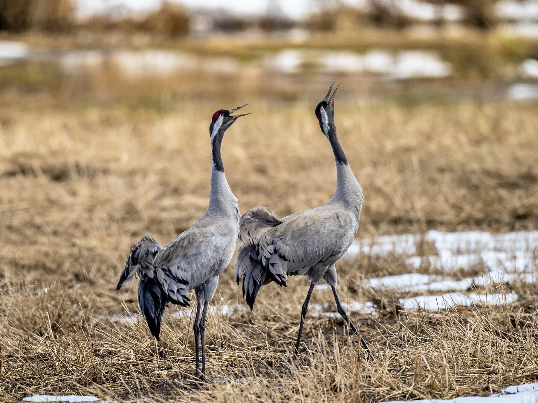 Cranes doing the mating dance