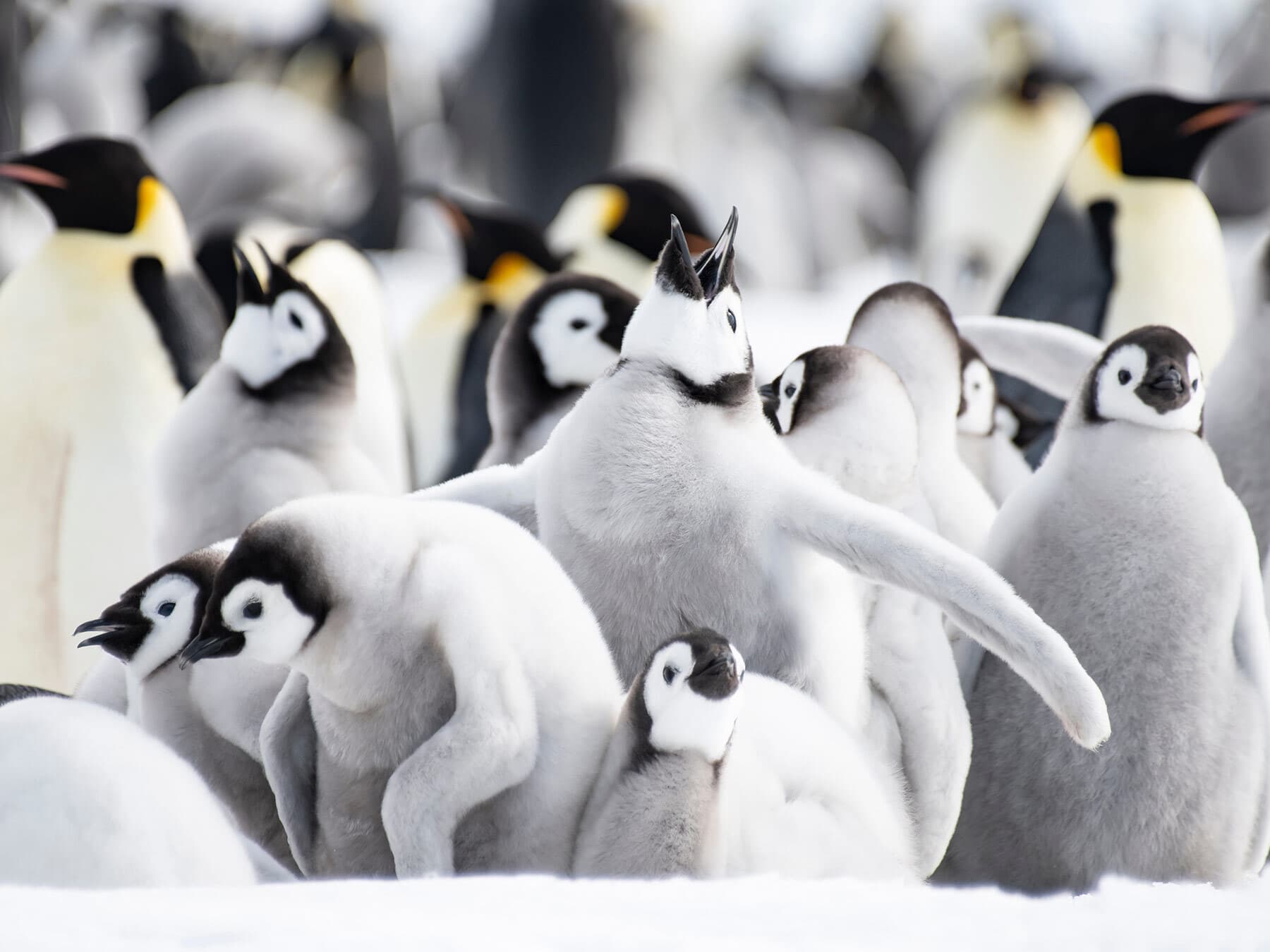 Creche of penguins
