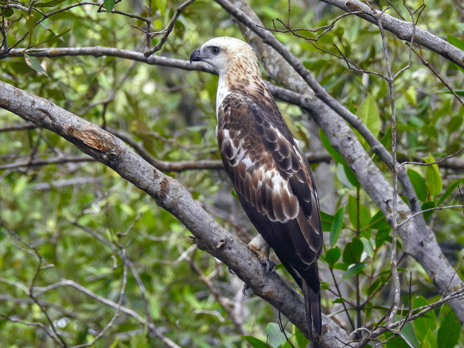 Oriental Honey-buzzard