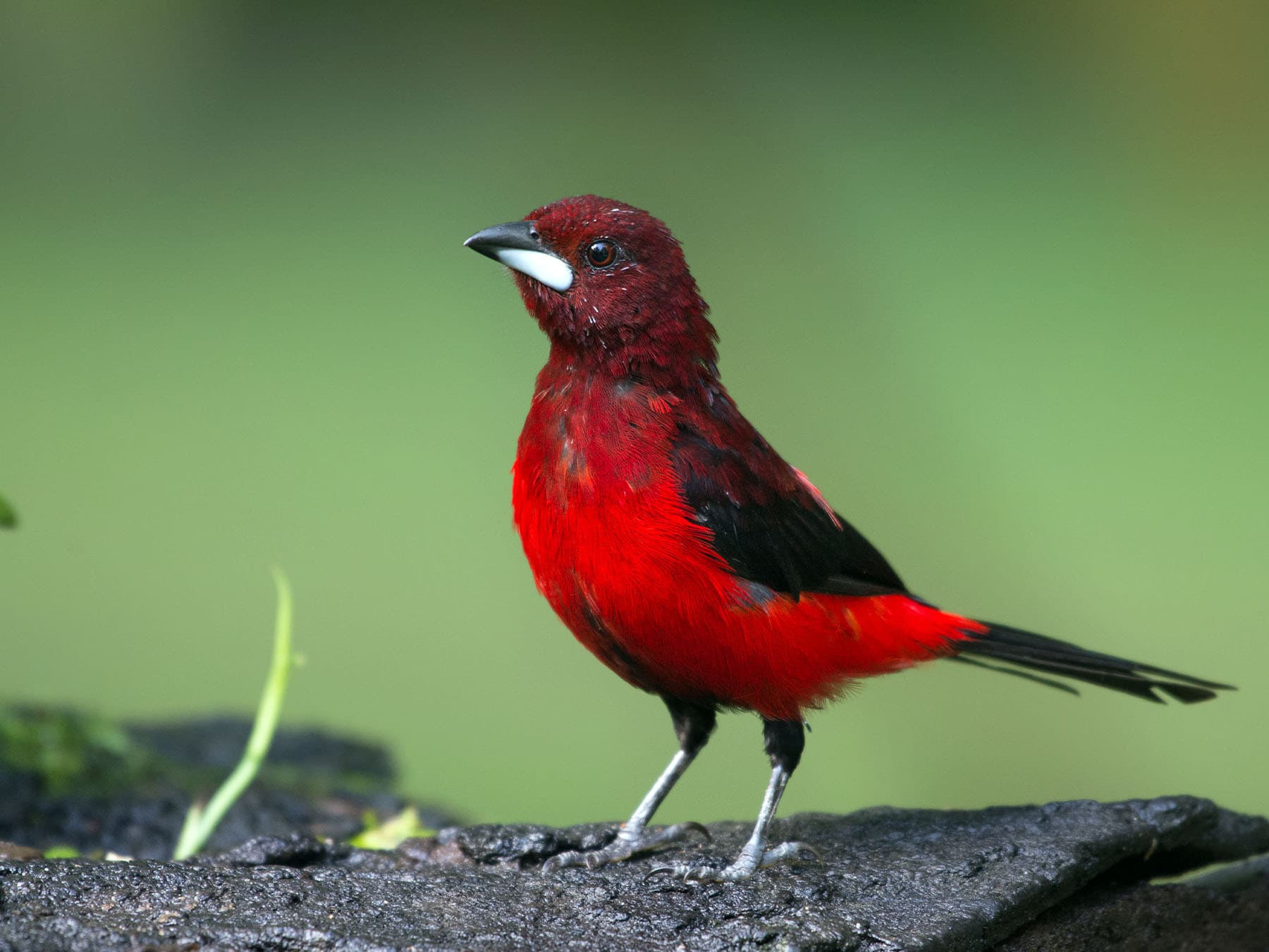 Tanagers