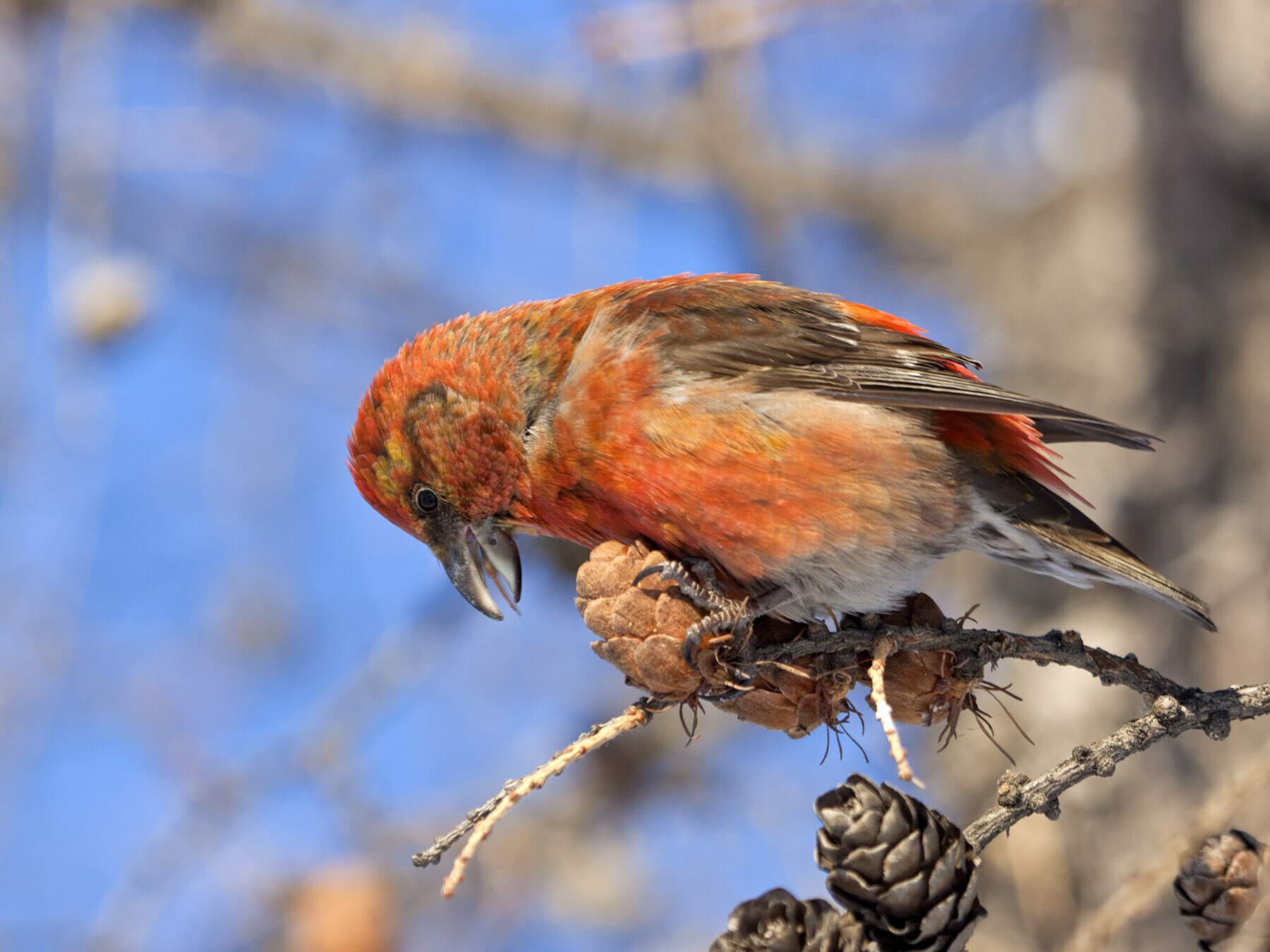 Male Crossbill feeding on conifer seeds