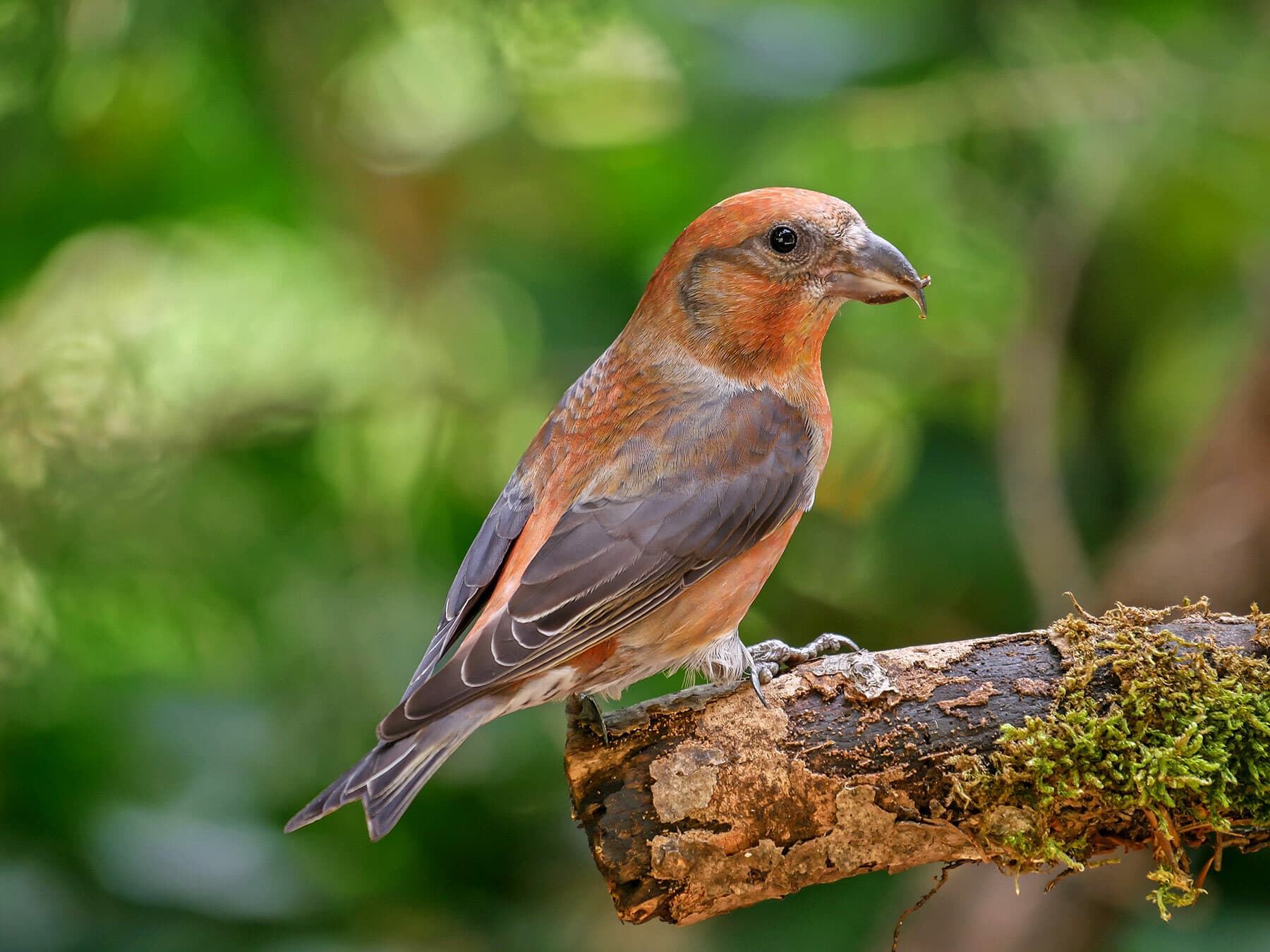 Male Crossbill showing distinctive crossed bill