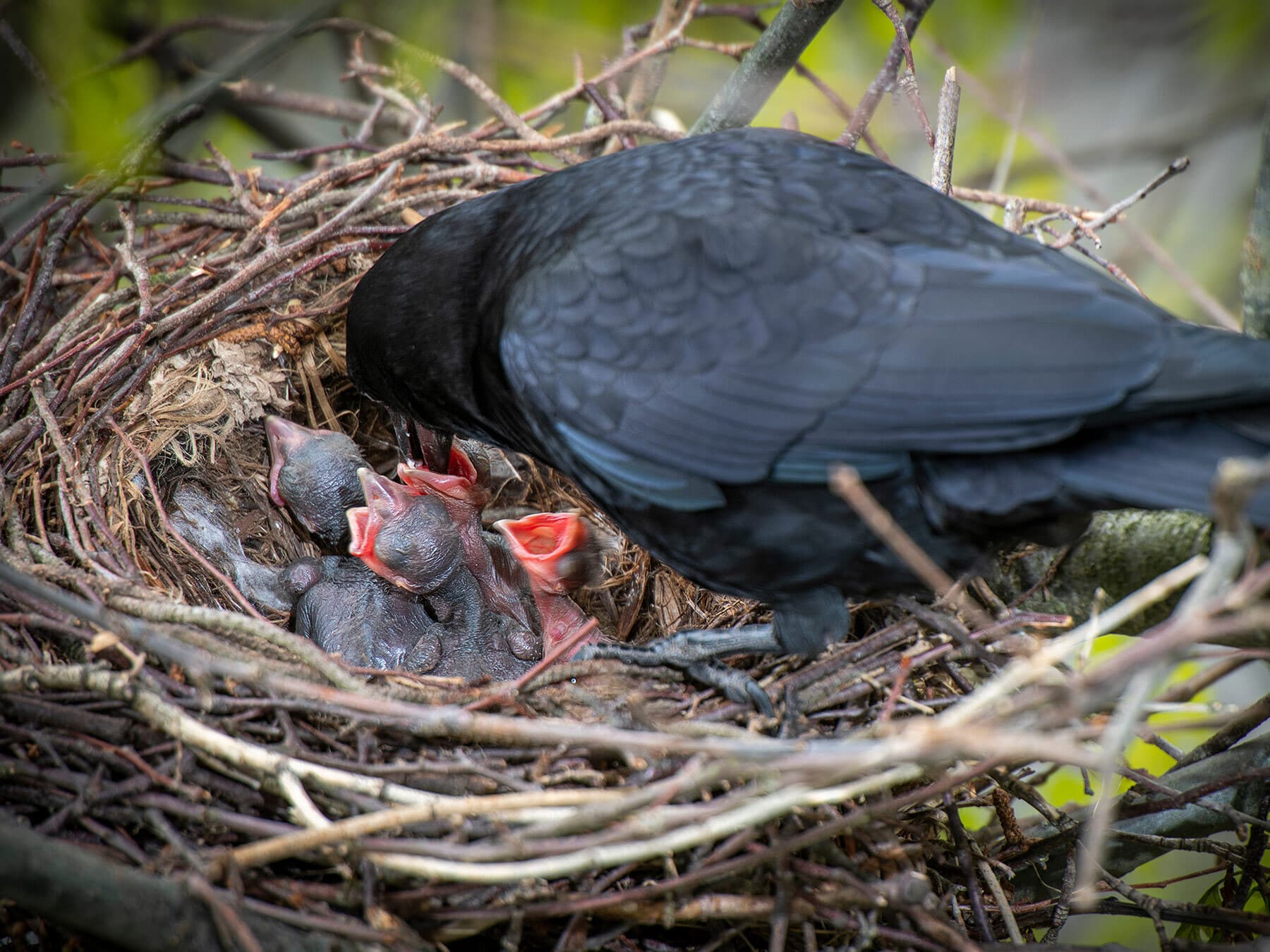 Crow chicks