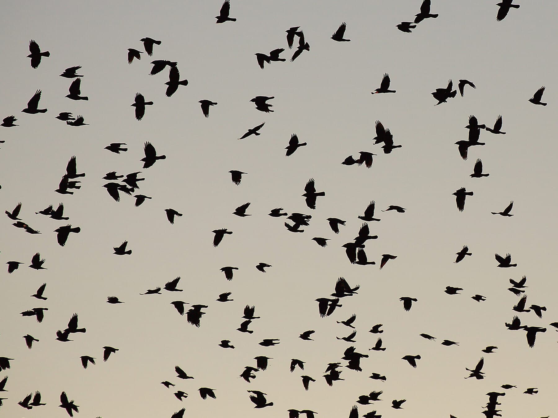Crow flock in flight