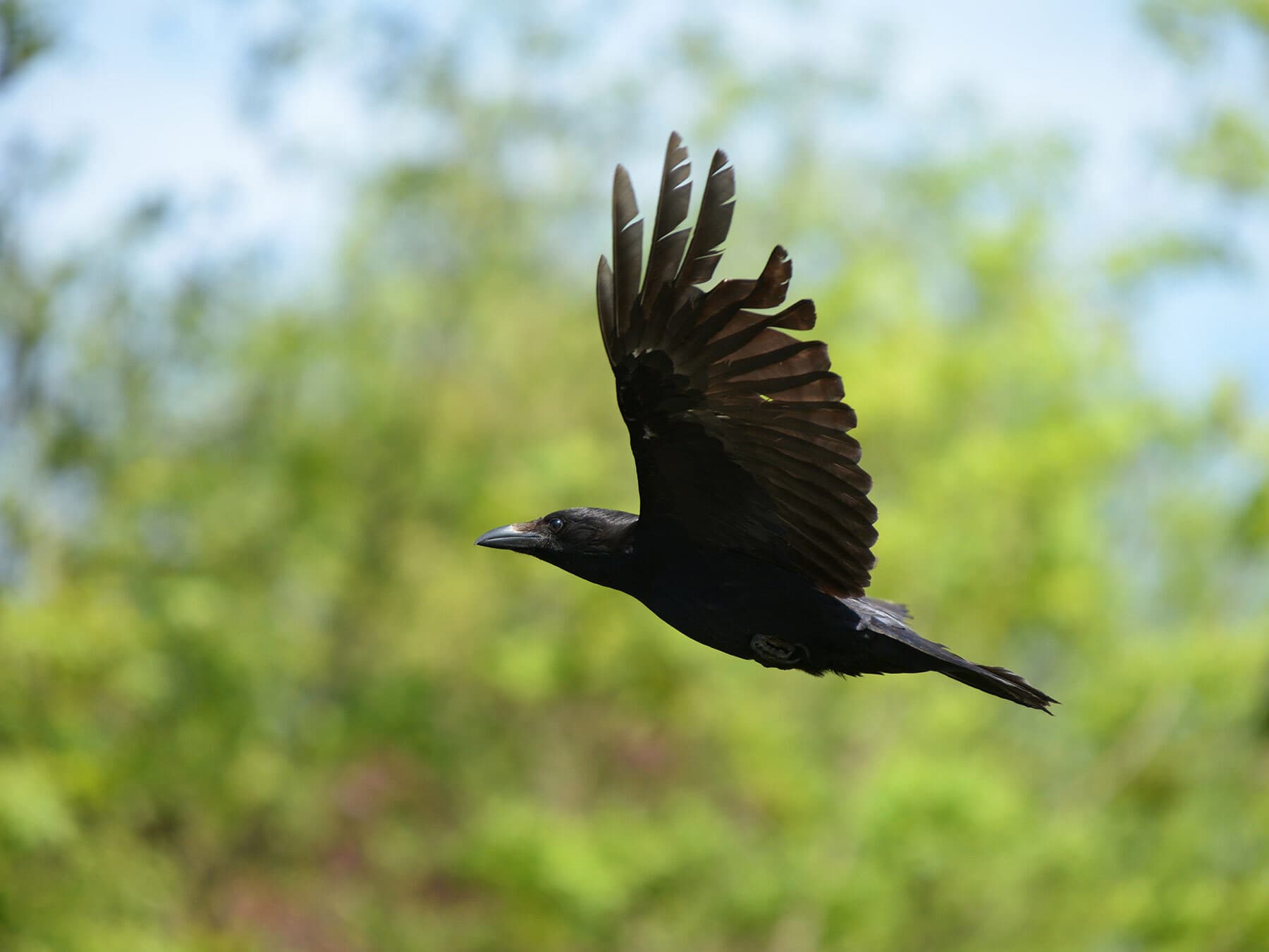 Crow in flight