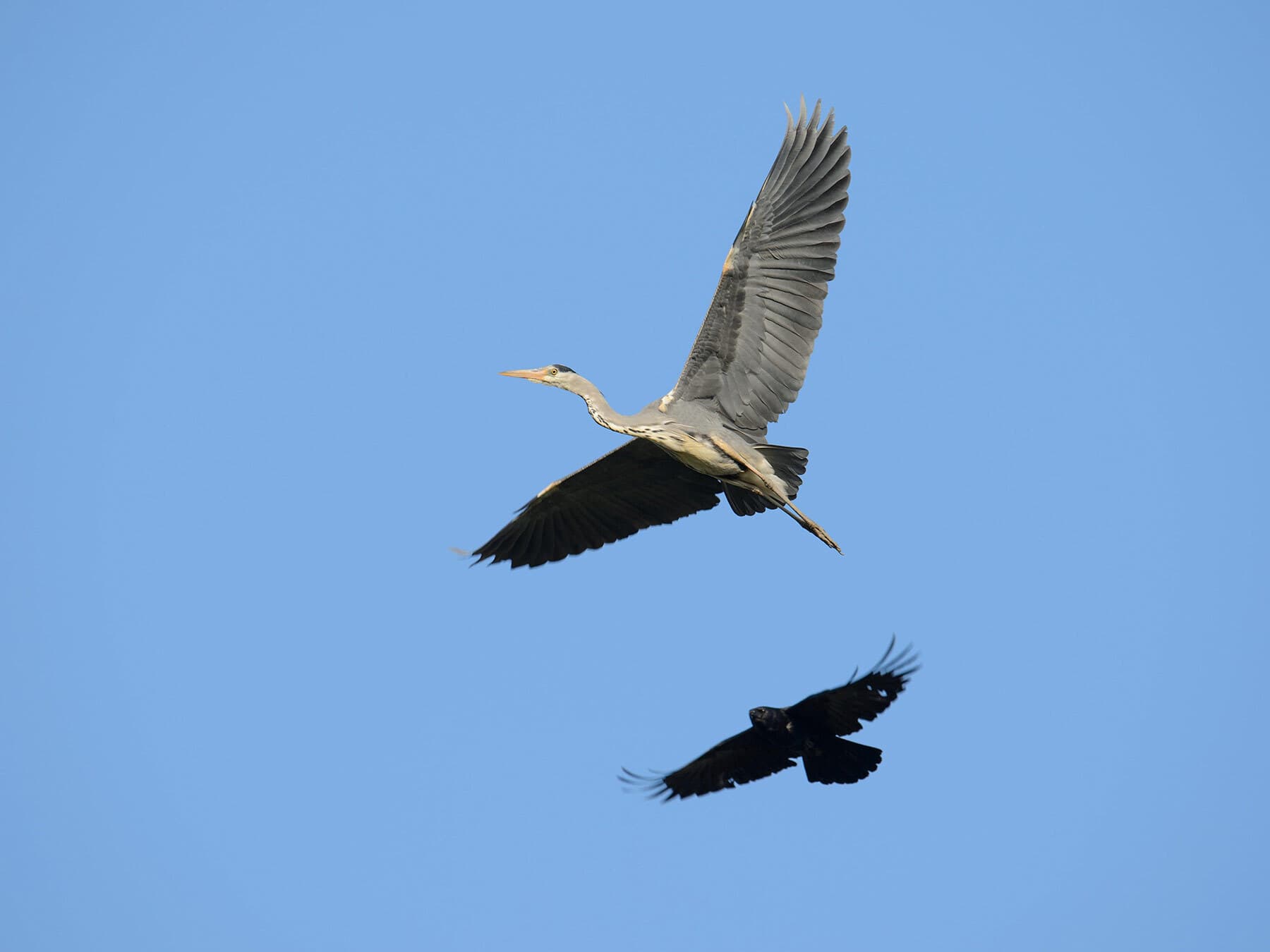 Crow mobbing heron