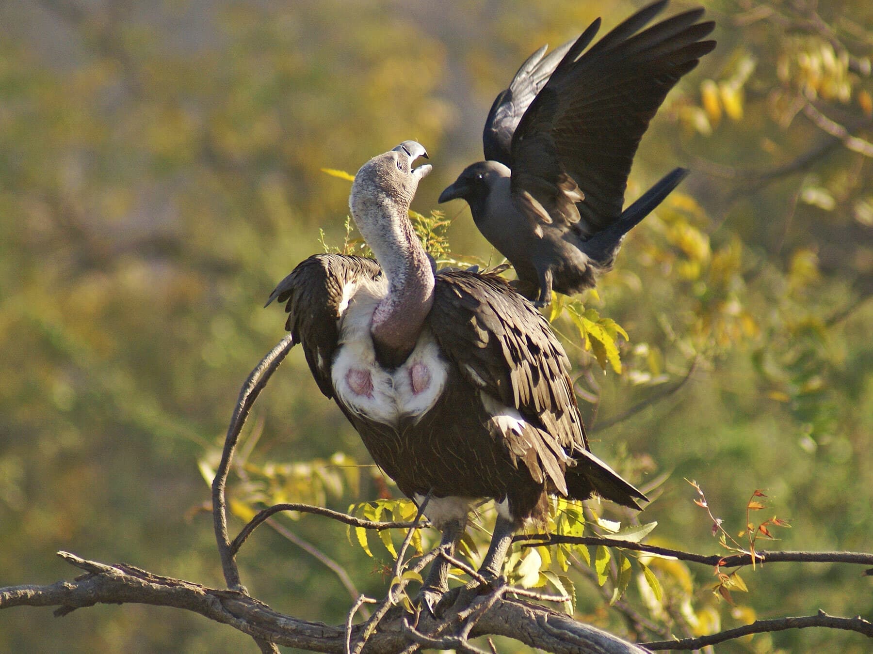 Crow mobbing vulture