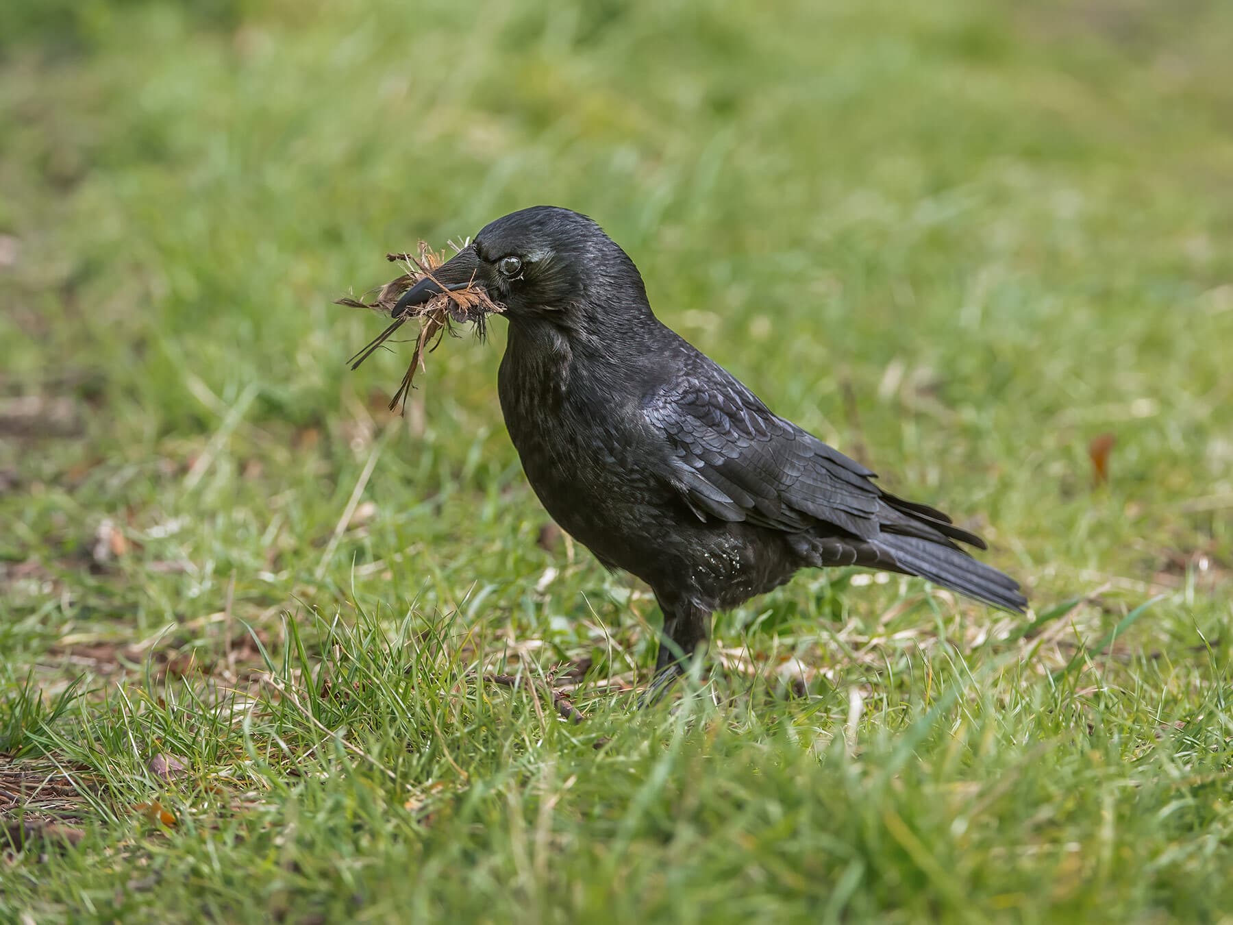 Crow nesting material