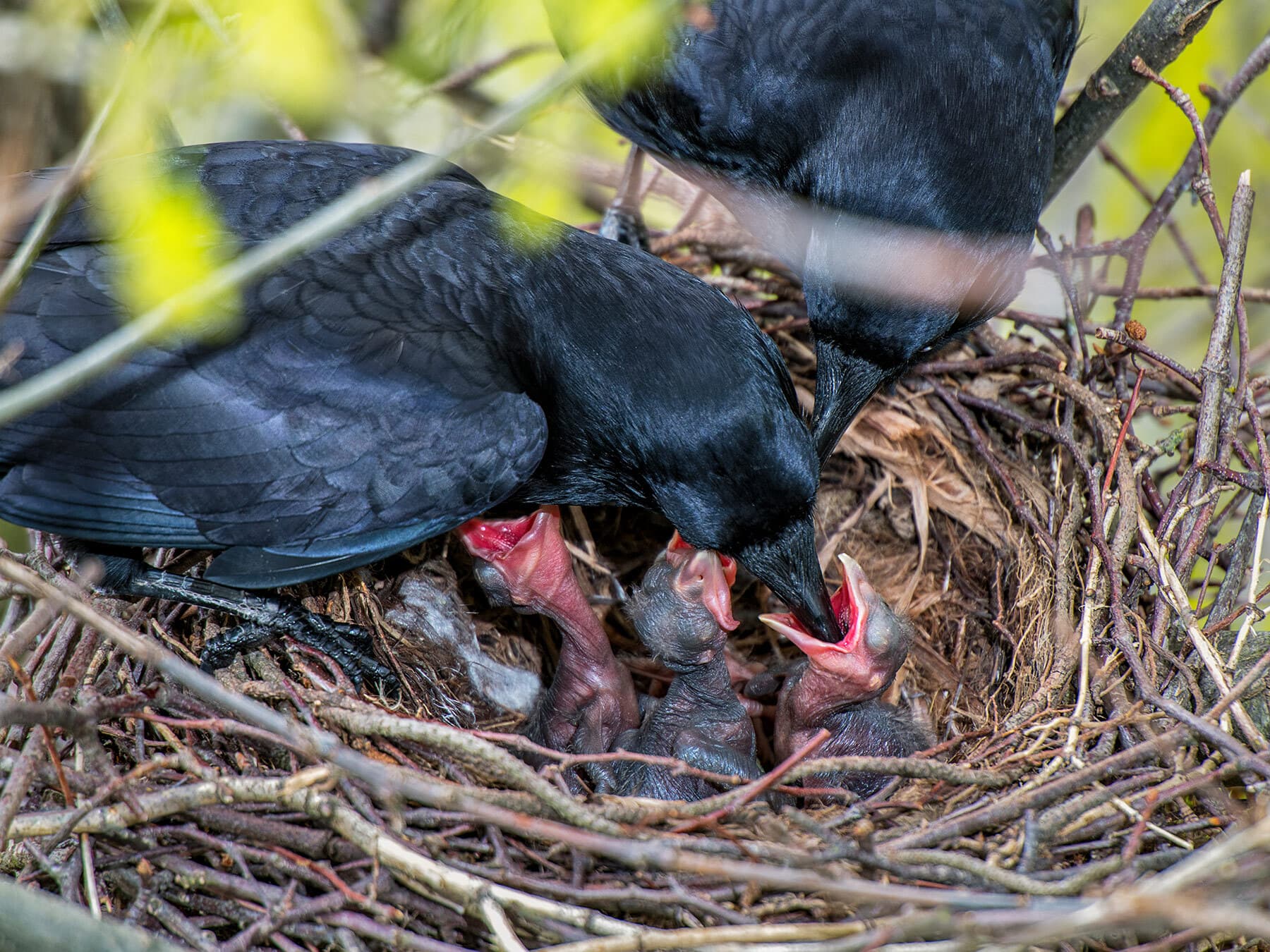 Two adult crows at the nest, feeding chicks with wide red gapes