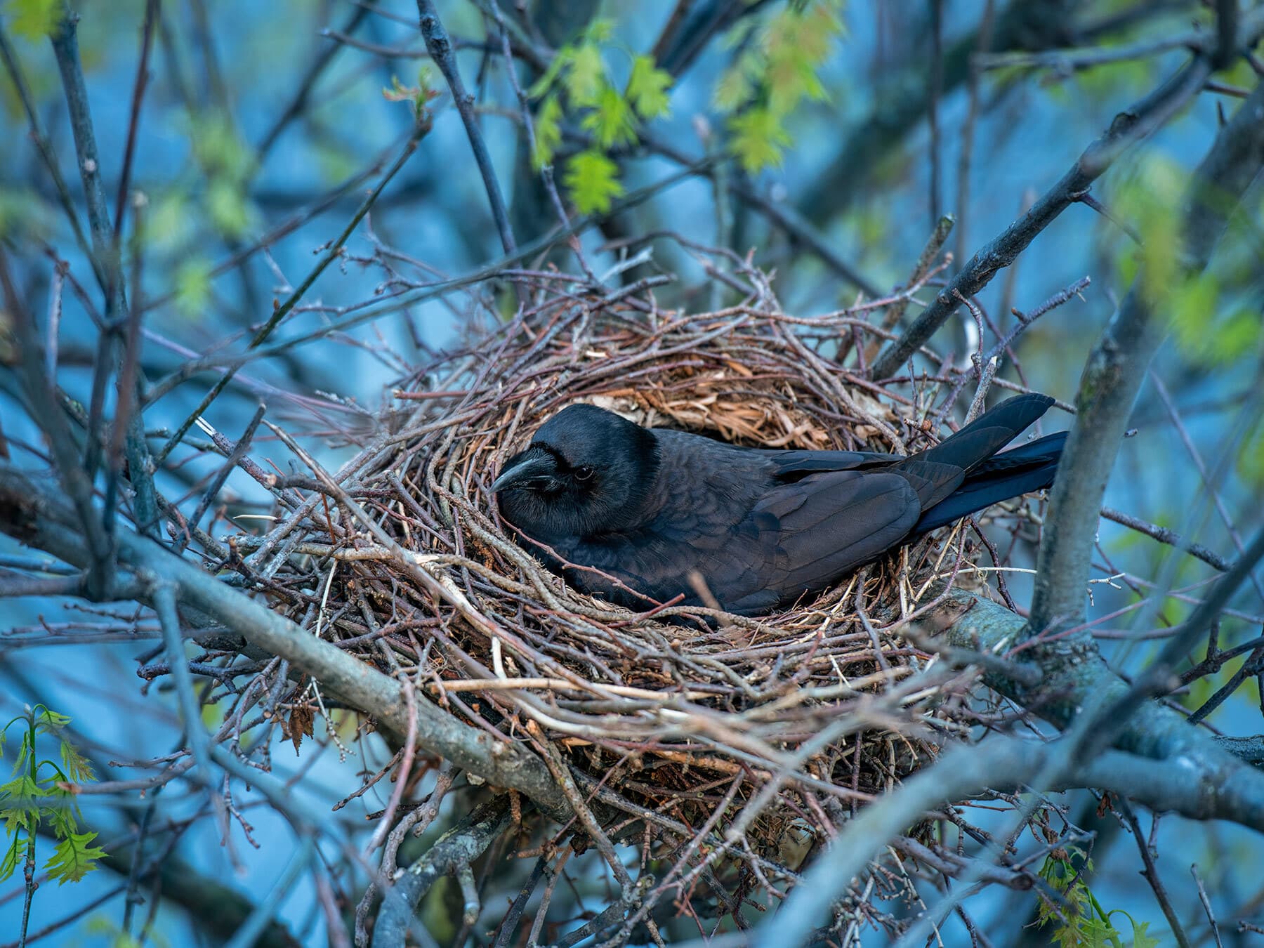 Crow sat on nest