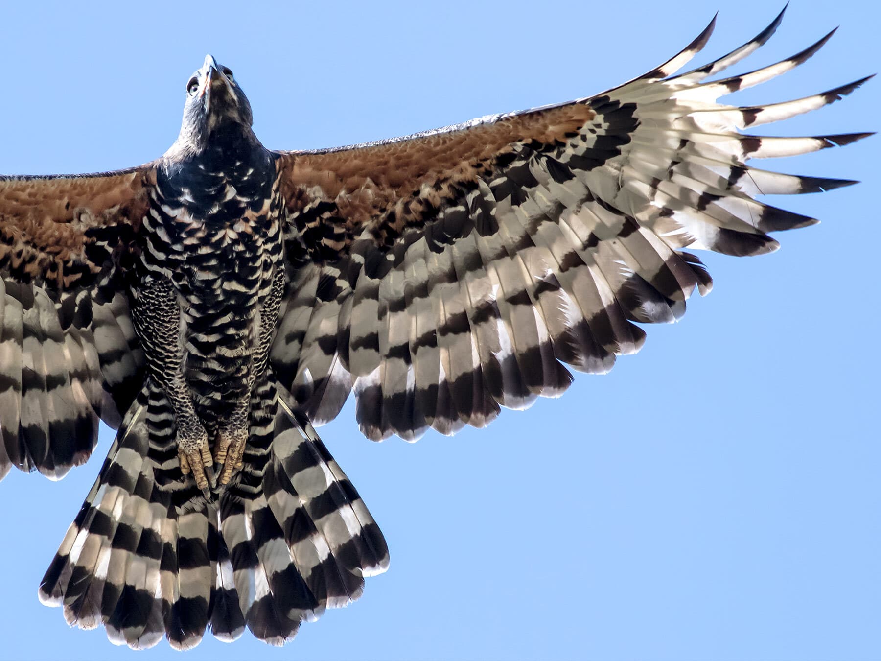 Crowned Eagle soaring in the sky