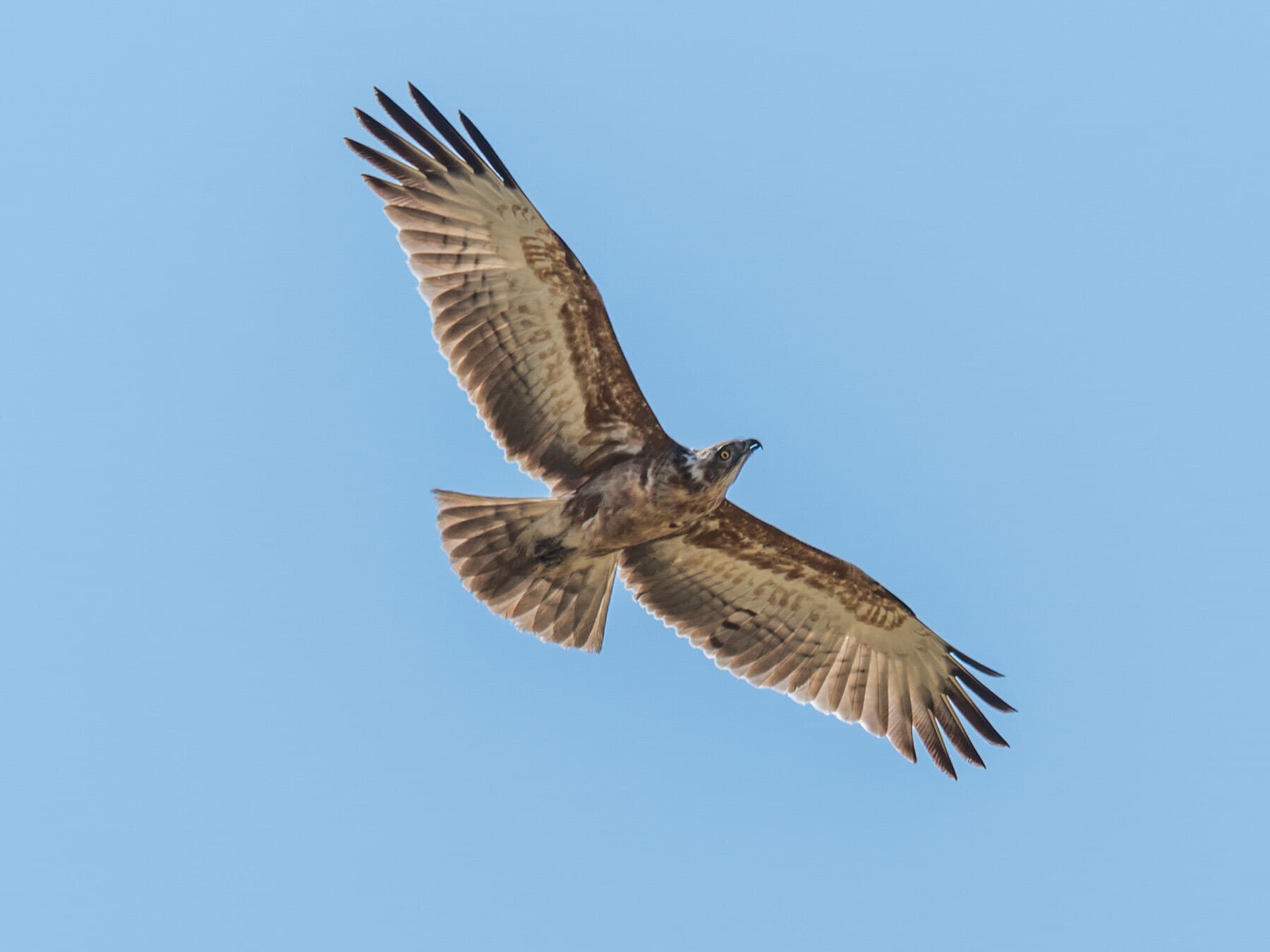 Crowned Eagle in flight