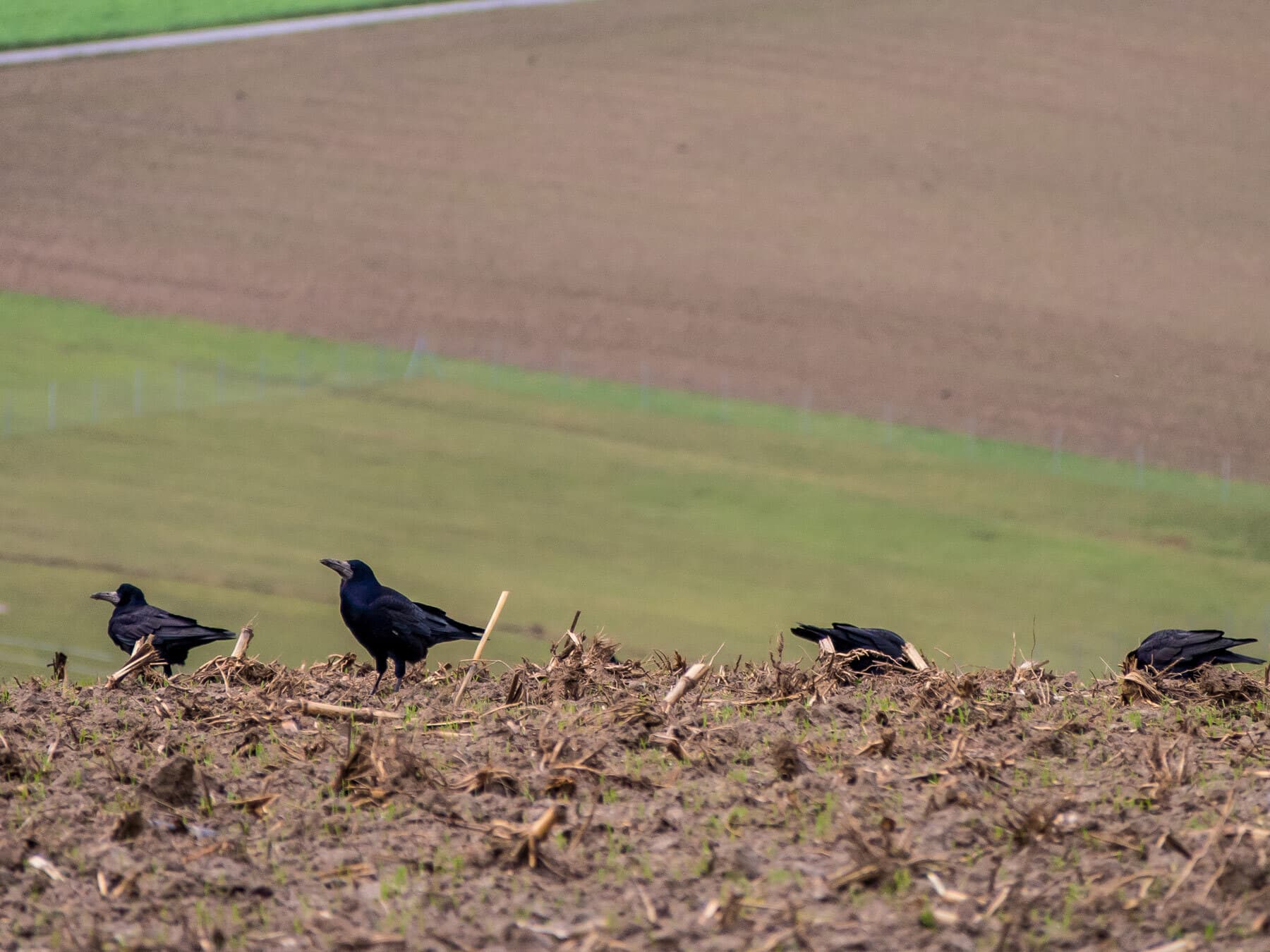 Crows foraging for seeds in winter