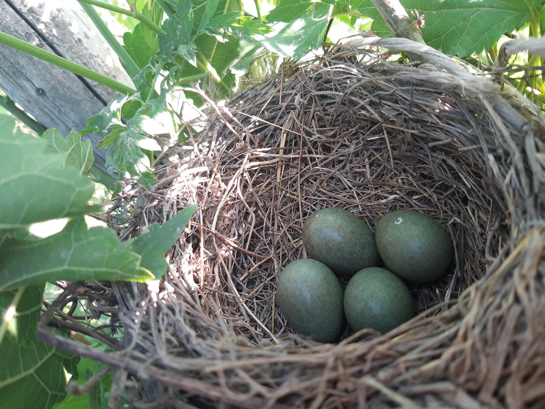 Crows nest with eggs