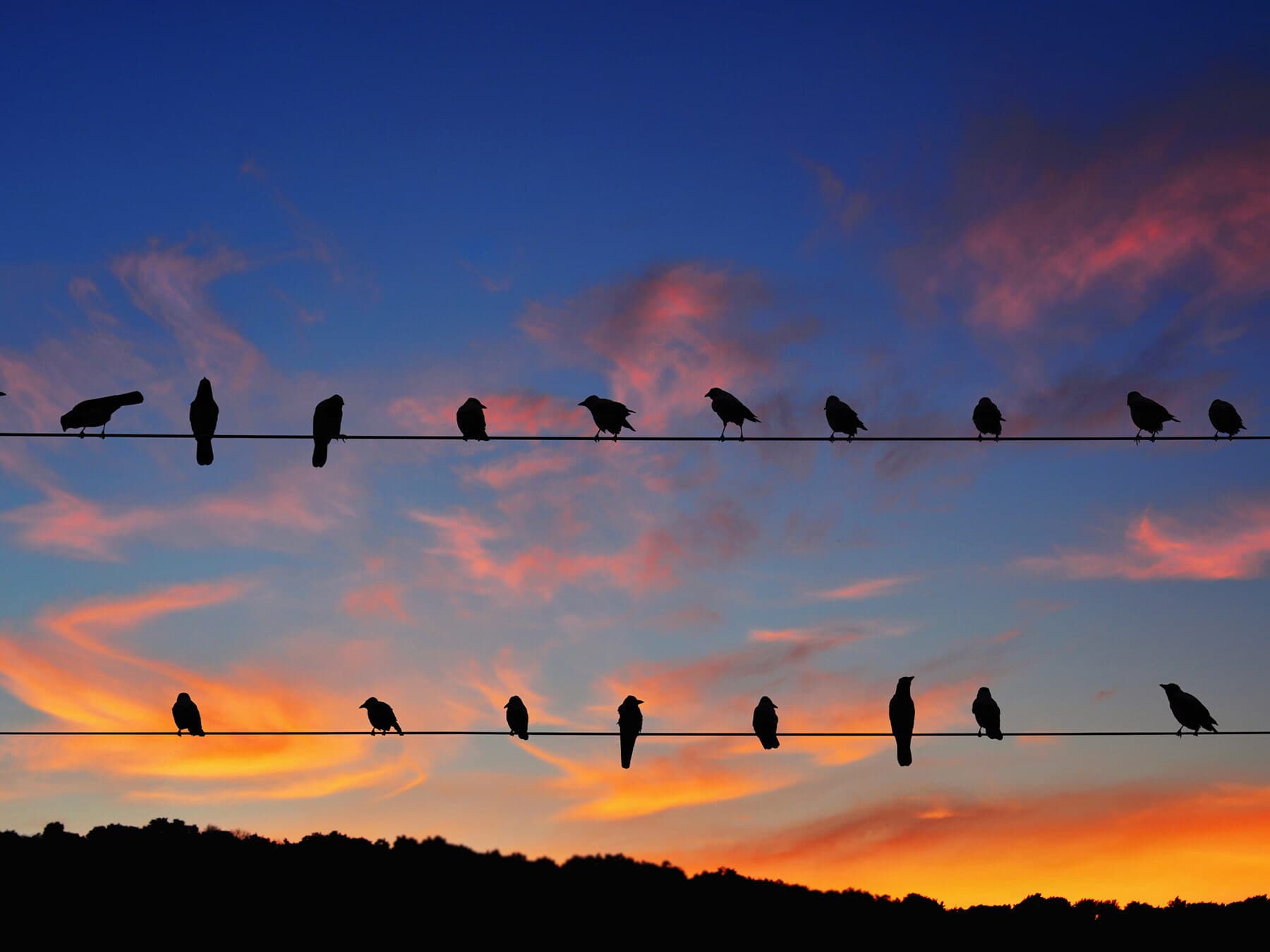 Crows roosting power line