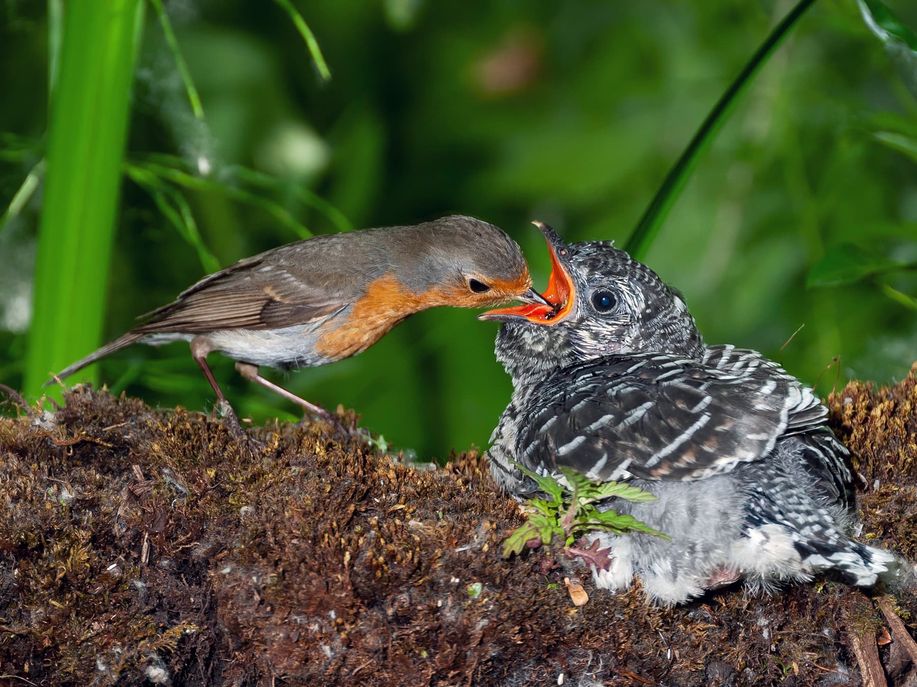 Cuckoo chick being fed in nest by adoptive parent european robin