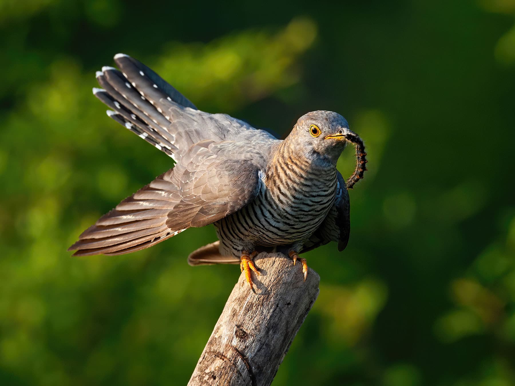 Close up of a perched Cuckoo with caterpillar prey in its beak