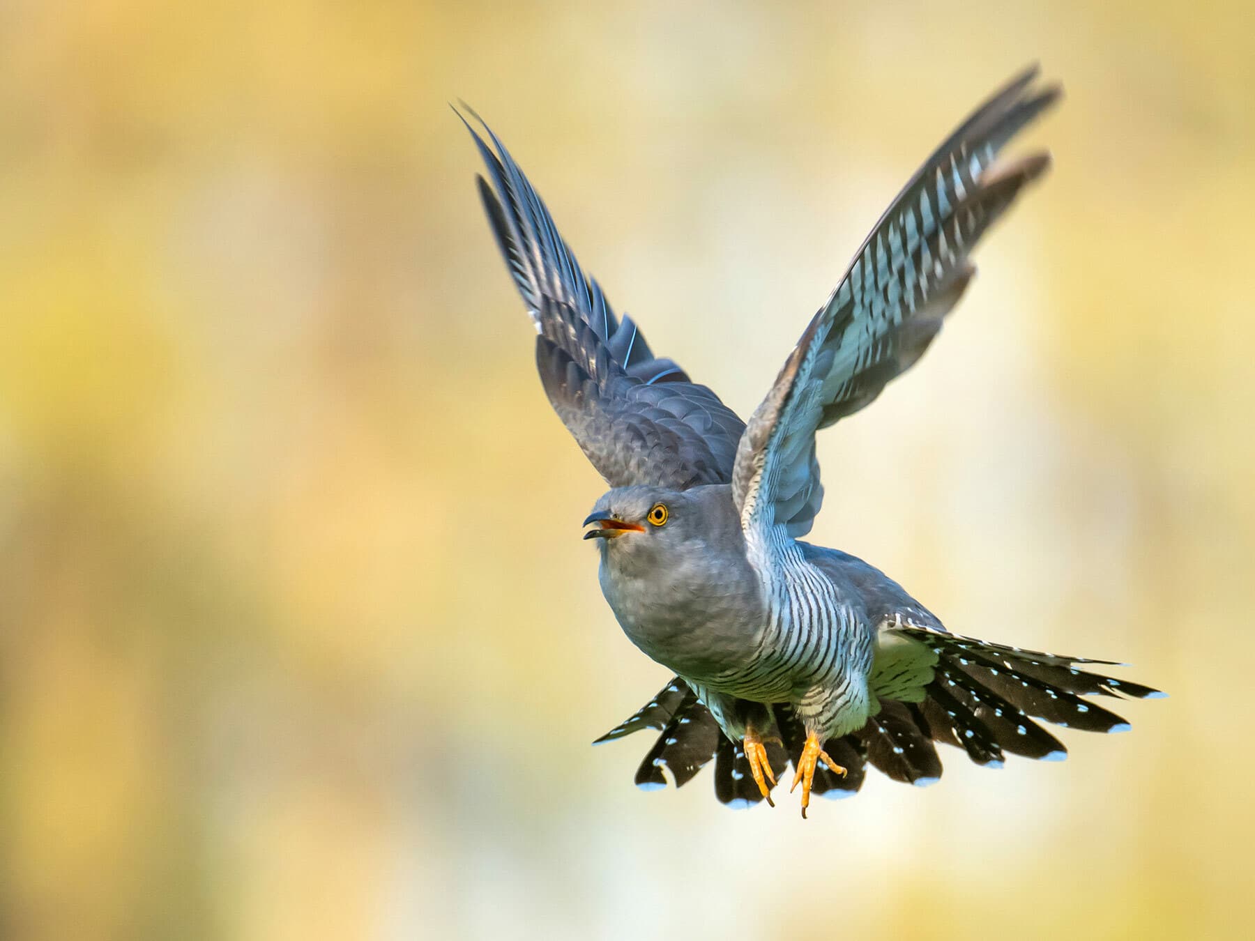 Cuckoo bird in flight