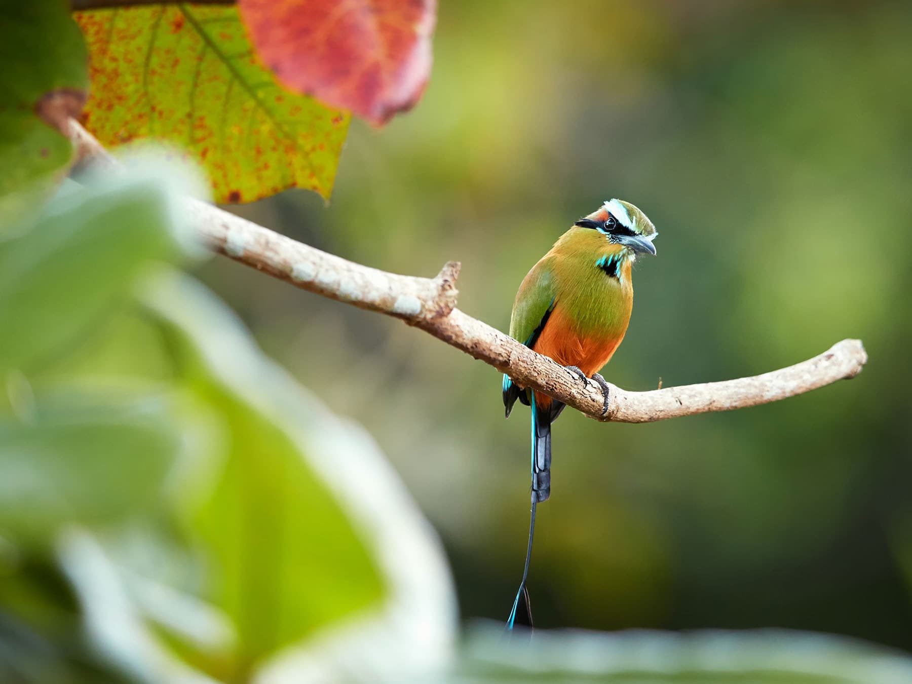 Curious turquoise browed motmot