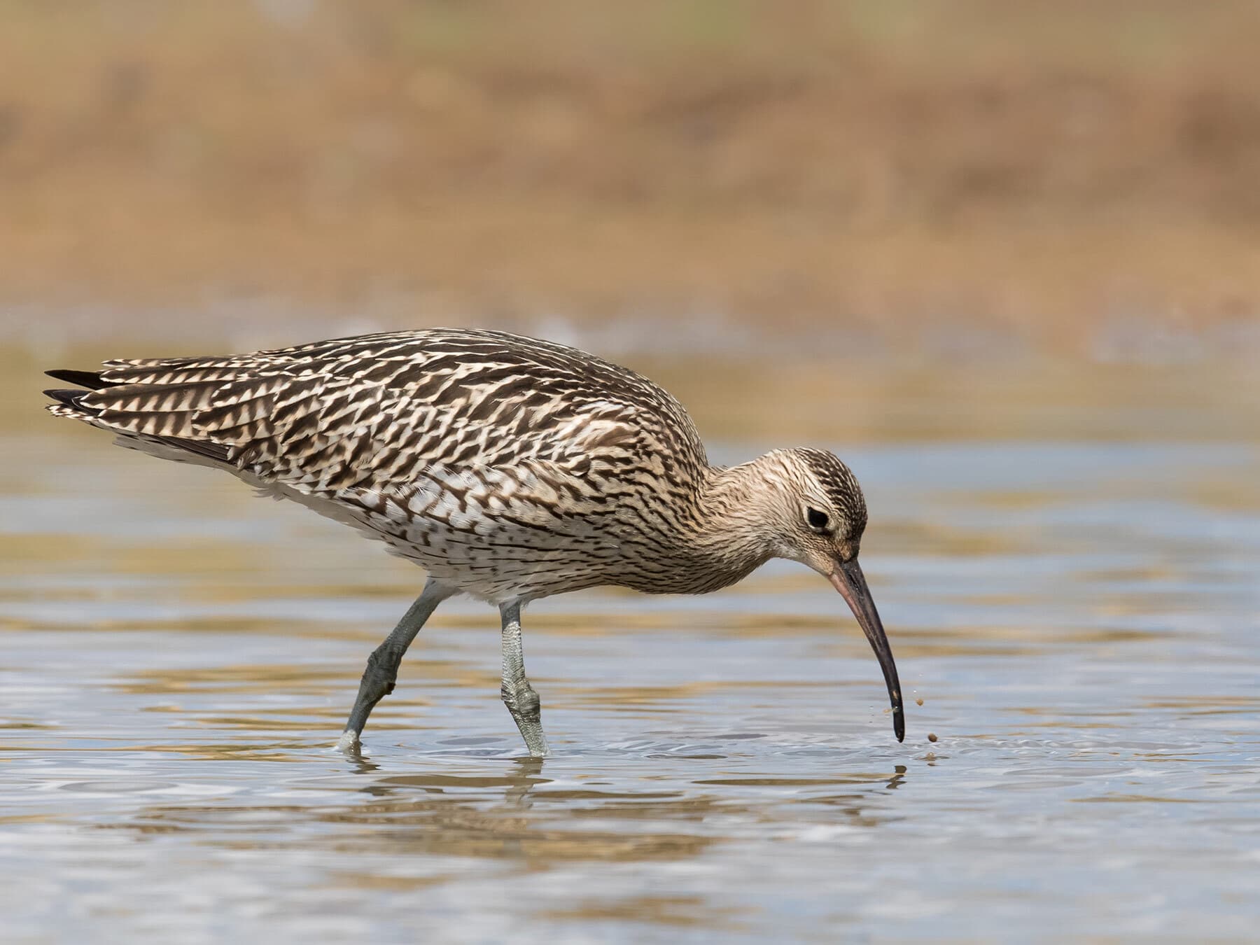 Curlew wading and foraging for food