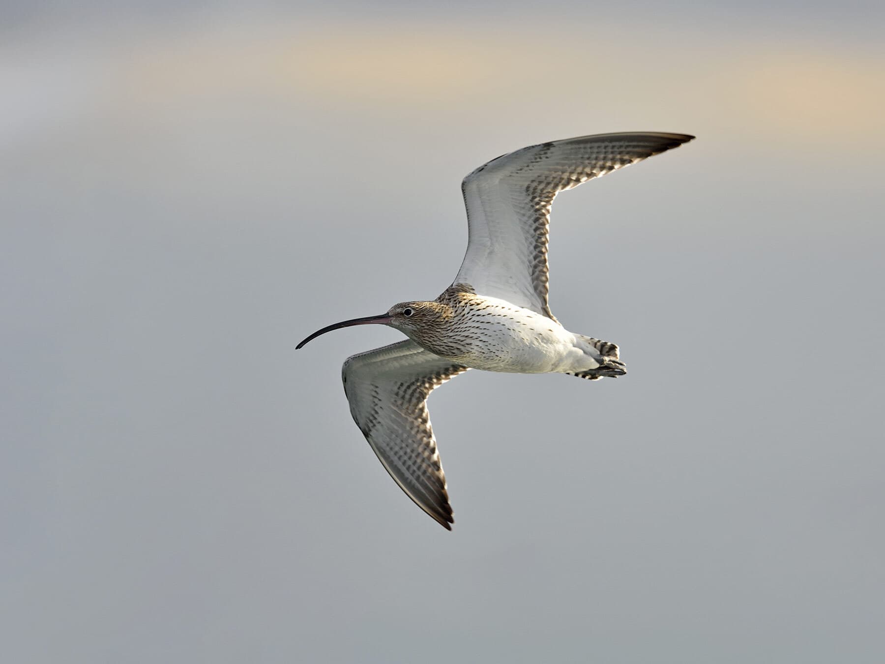 Eurasian Curlew in flight