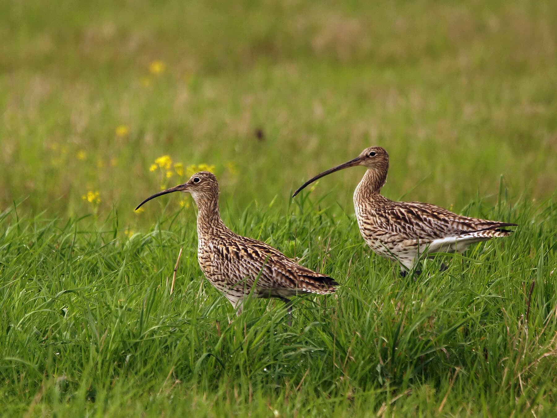 A pair of curlew in the meadow