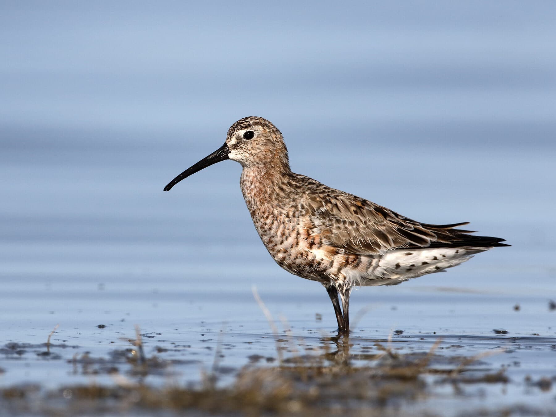 Curlew Sandpiper