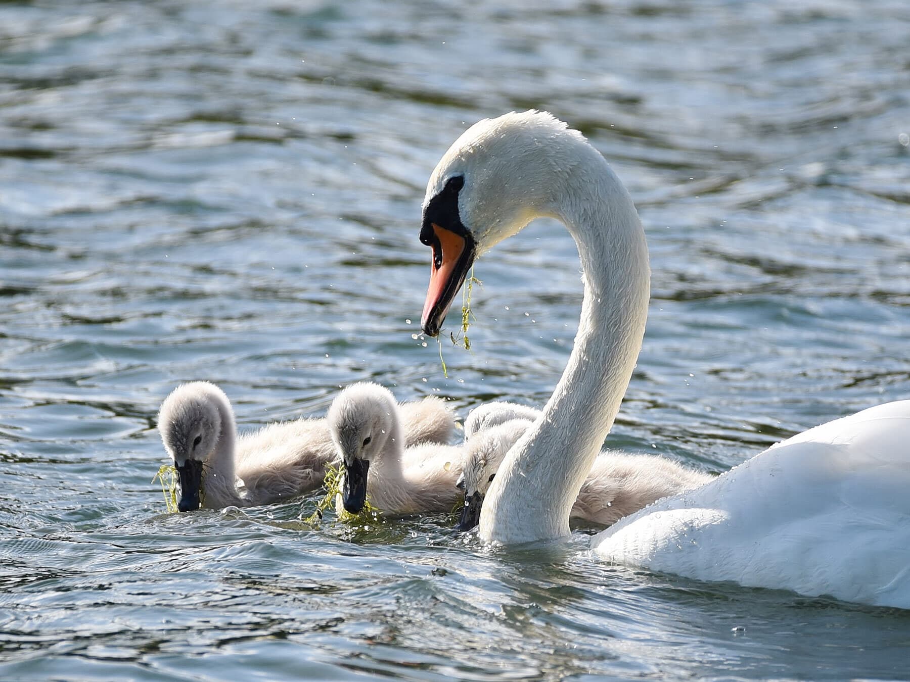 Cygnets eating weeds