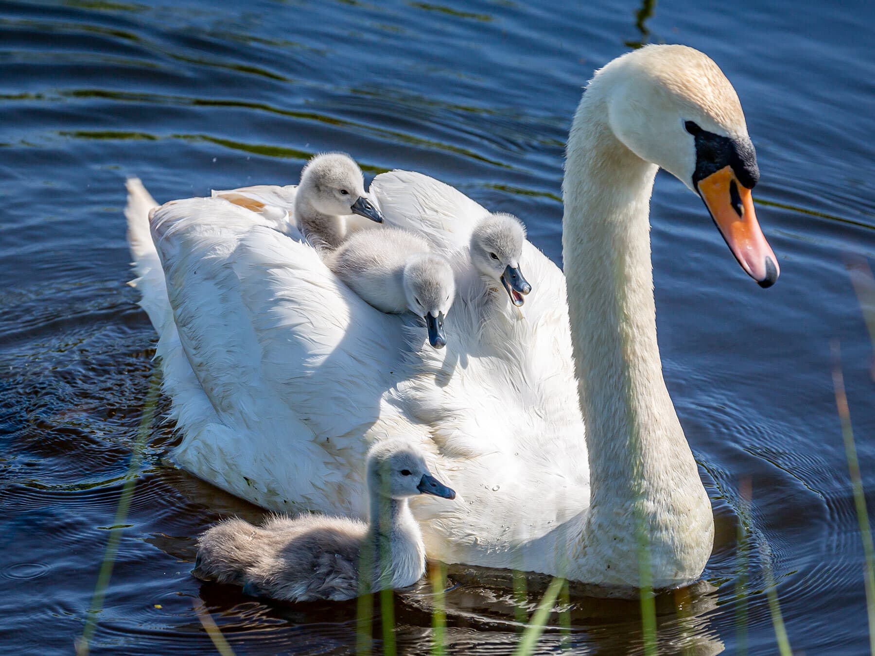 Cygnets riding on parents back