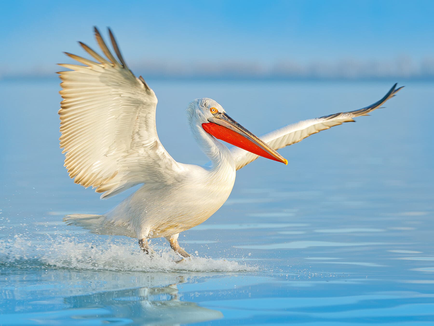 Dalmatian pelican landing water