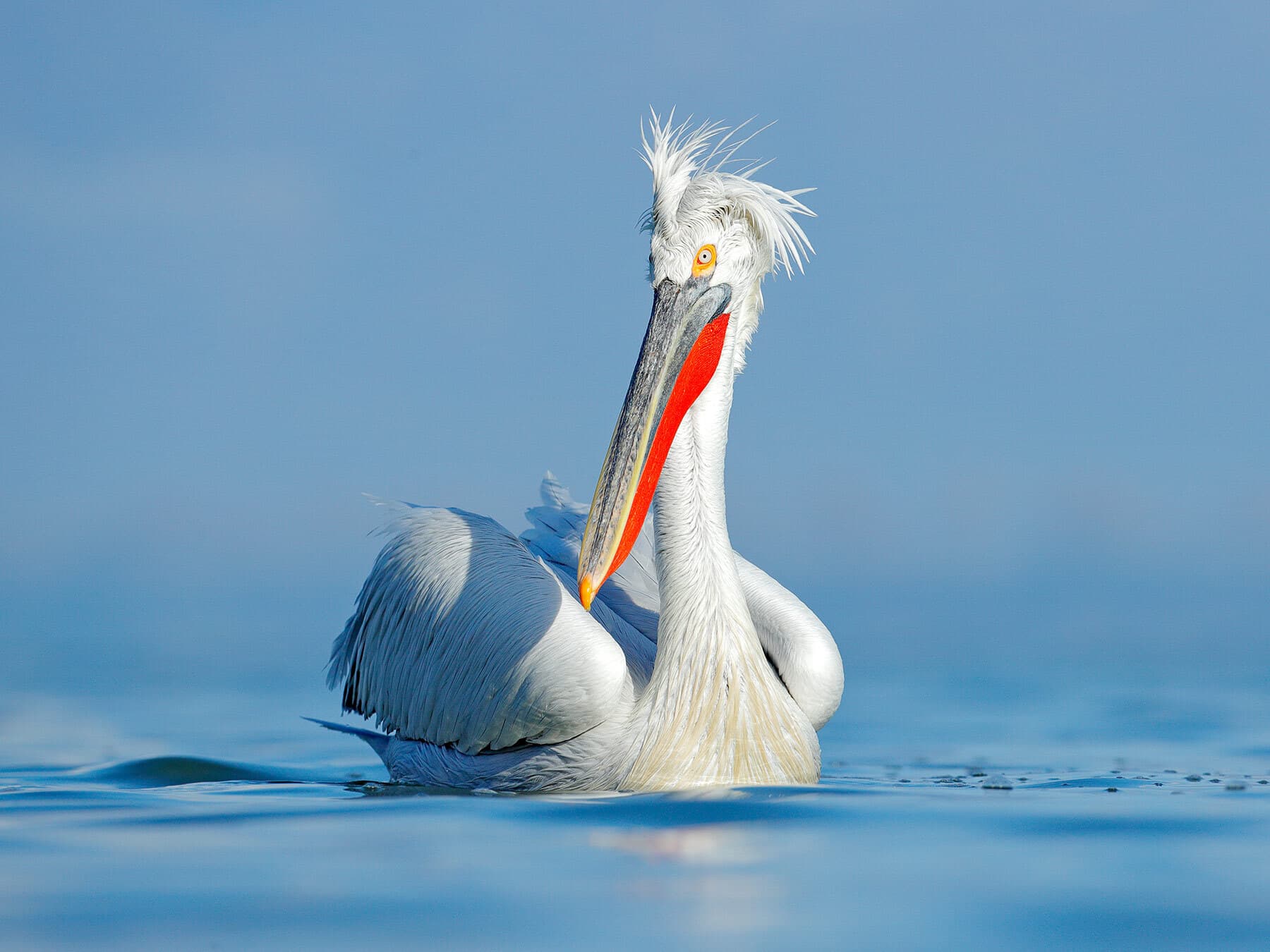 Dalmatian pelican