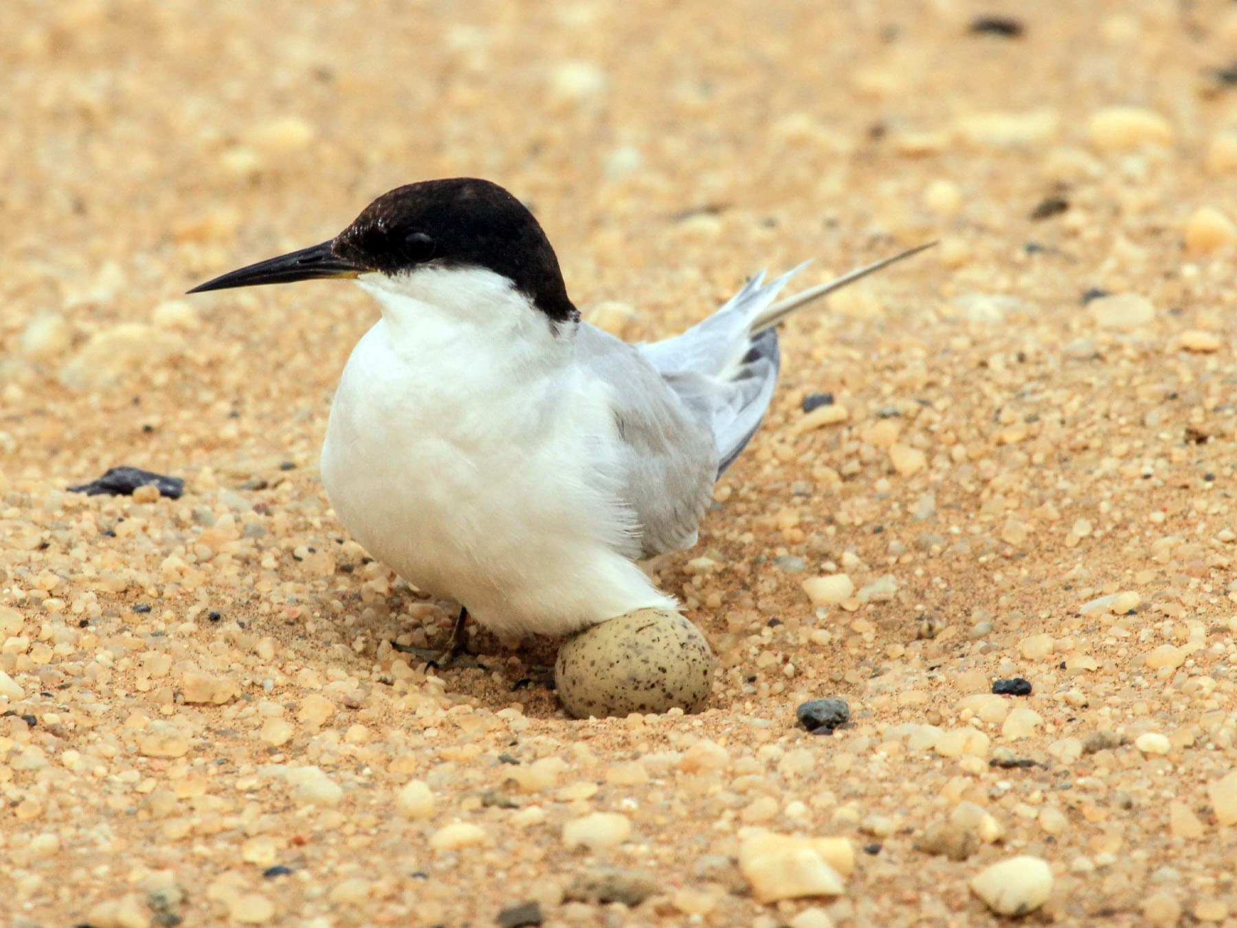 Damara Tern at nest with one egg
