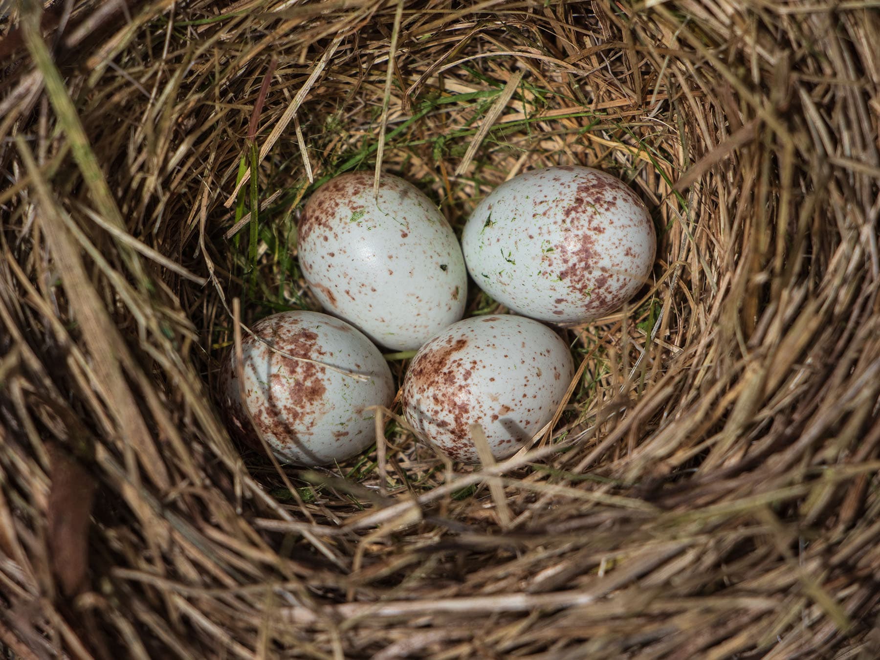 Dark eyed junco eggs
