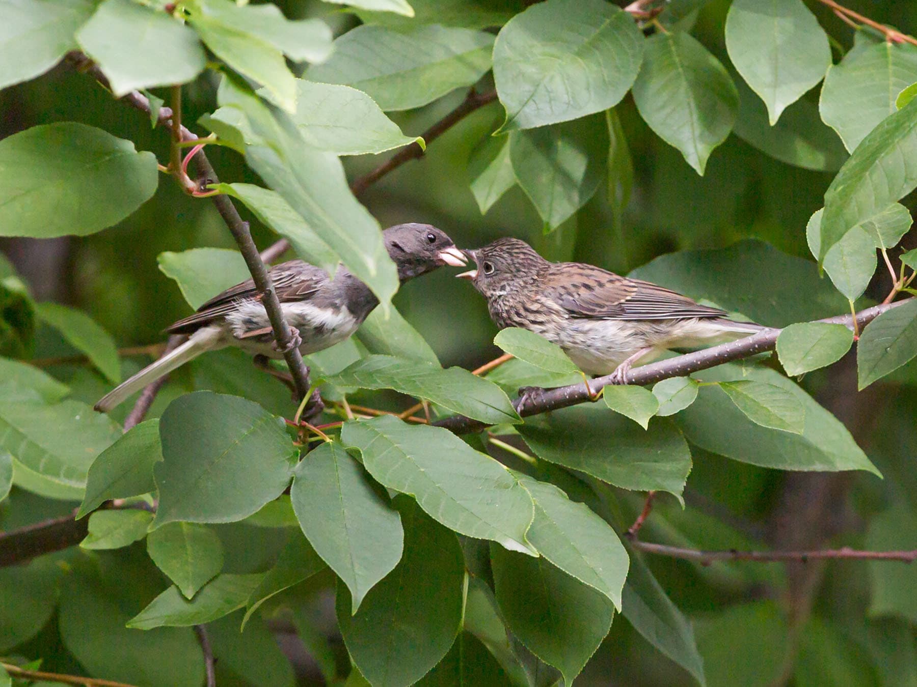 Dark eyed junco feeding fledgling