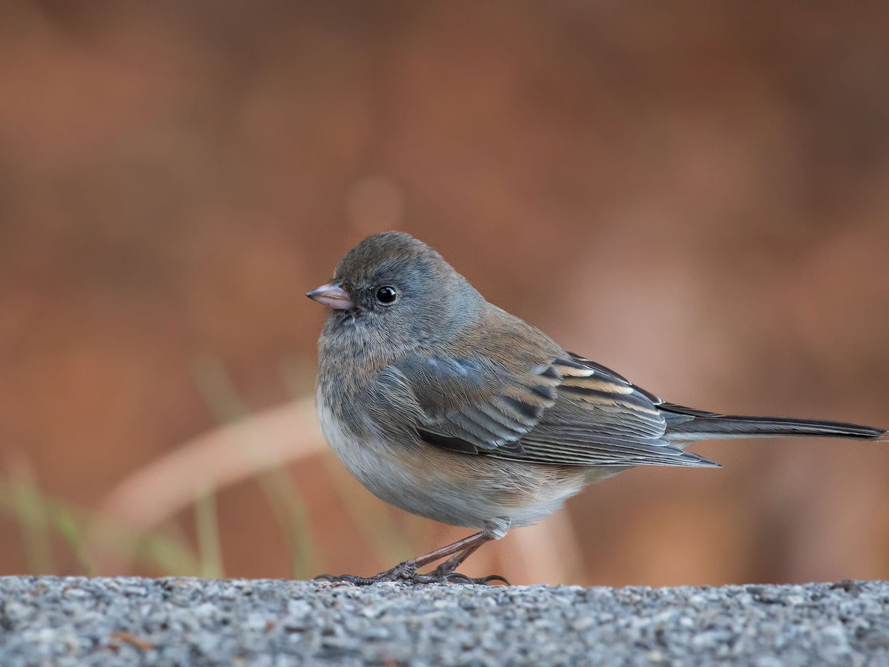 Dark eyed junco female